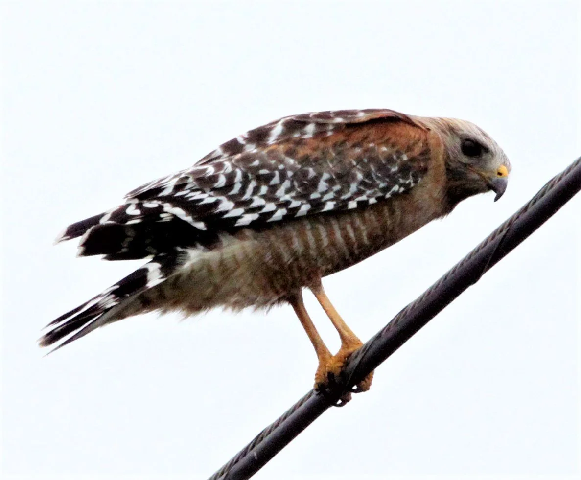 Buteo lineatus - RED-SHOULDERED HAWK - ARCATA BOTTOMLANDS CALIFORNIA aa.jpg