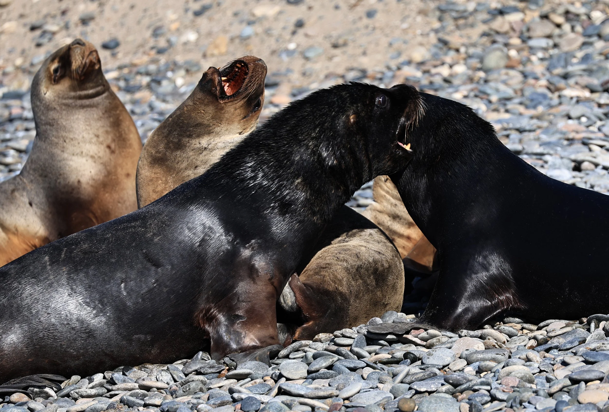 South American Sea Lion (Otaria flavescens) Puerto Rawson Argentina (17).jpg