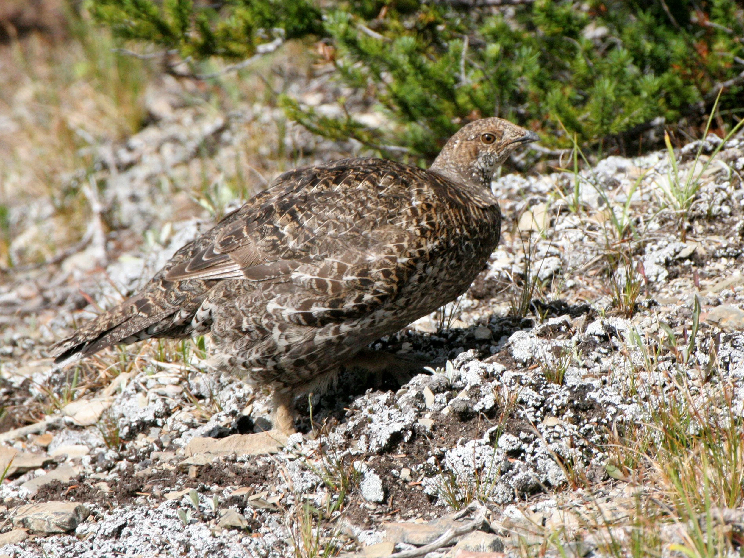 BIRD - GROUSE - BLUE-GROUSE - OLYMPIC NATIONAL PARK (3).JPG