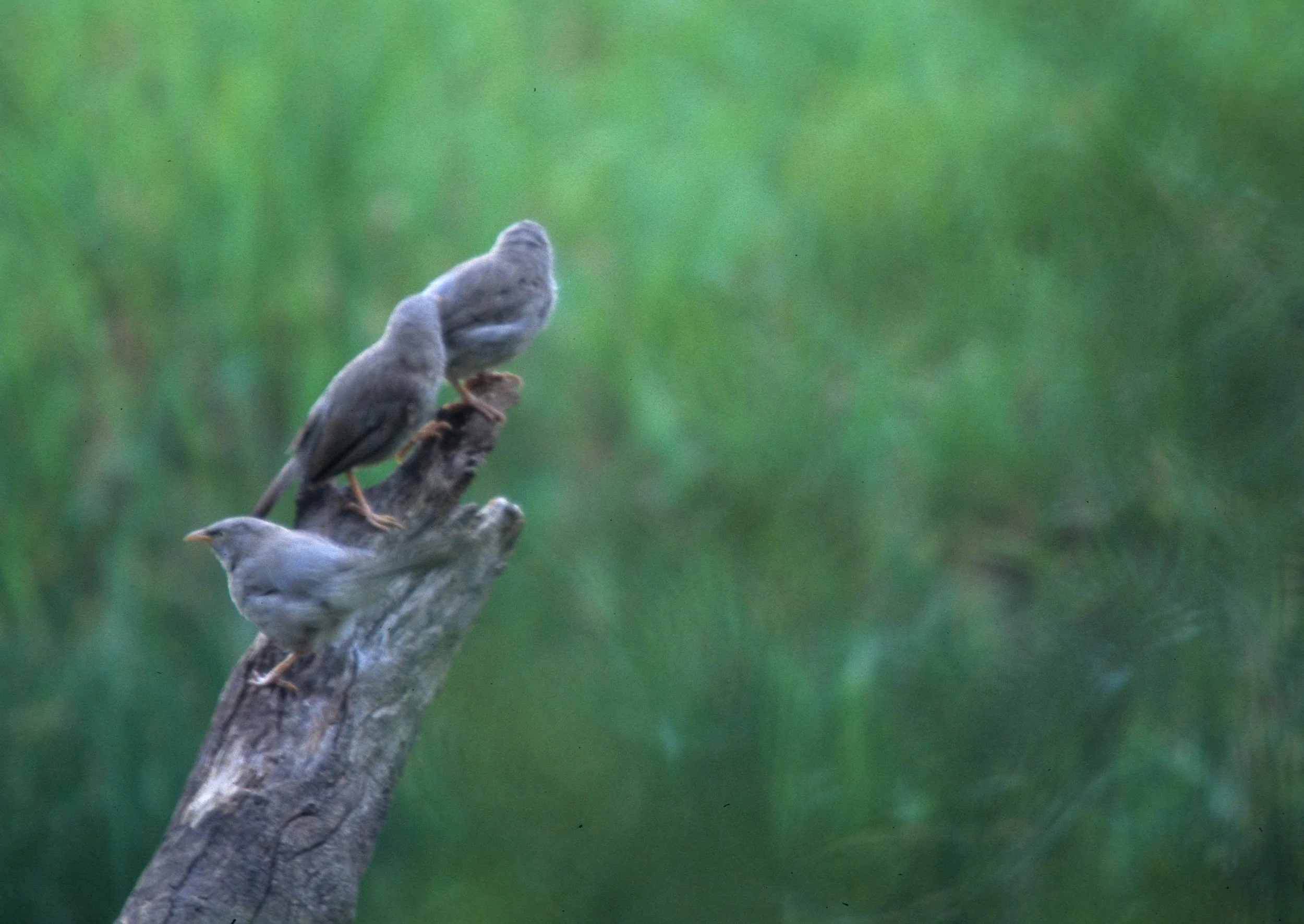 BIRD - LARGE GRAY BABBLERS - KALEODEO INDIA B.jpg