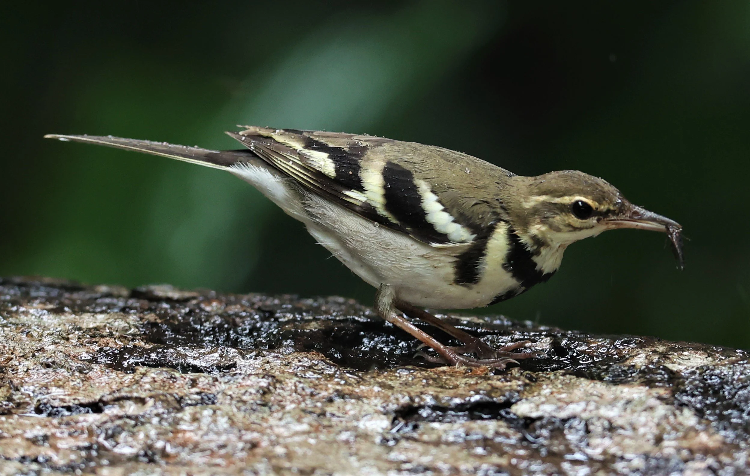 FOREST WAGTAIL - Dendronanthus indicus -KAENG KRACHAN NATIONAL PARK 16 OCT 2021 (137).jpg