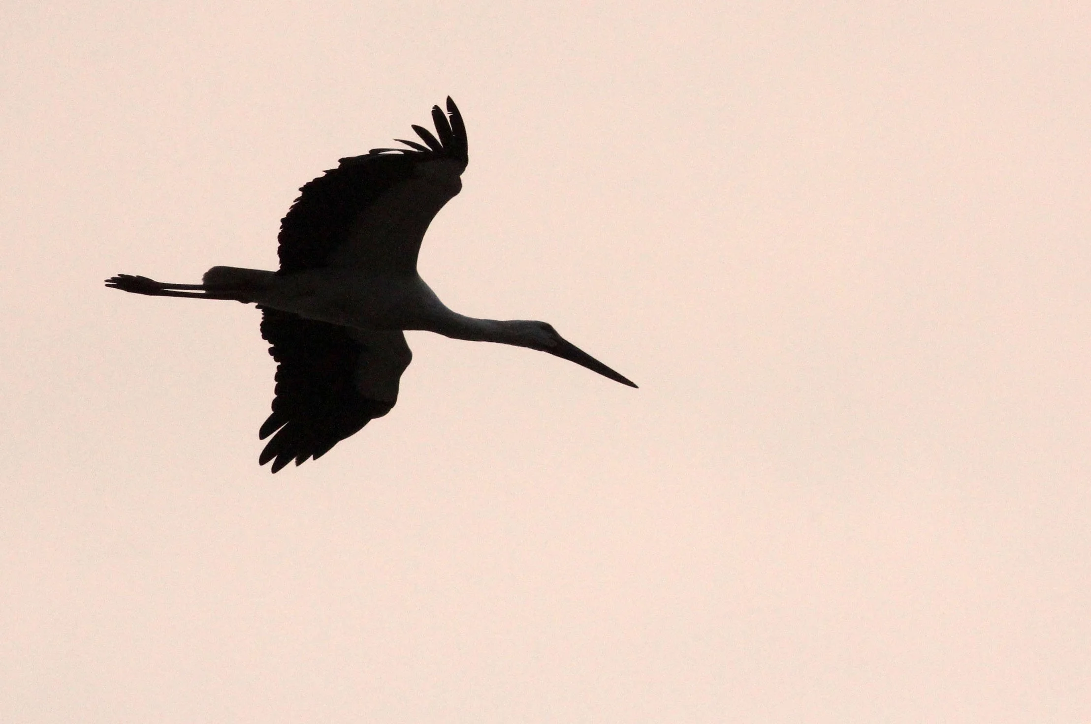 STORK - ORIENTAL STORK - Ciconia boyciana - POYANG LAKE, JIANGXI PROVINCE, CHINA (4).JPG