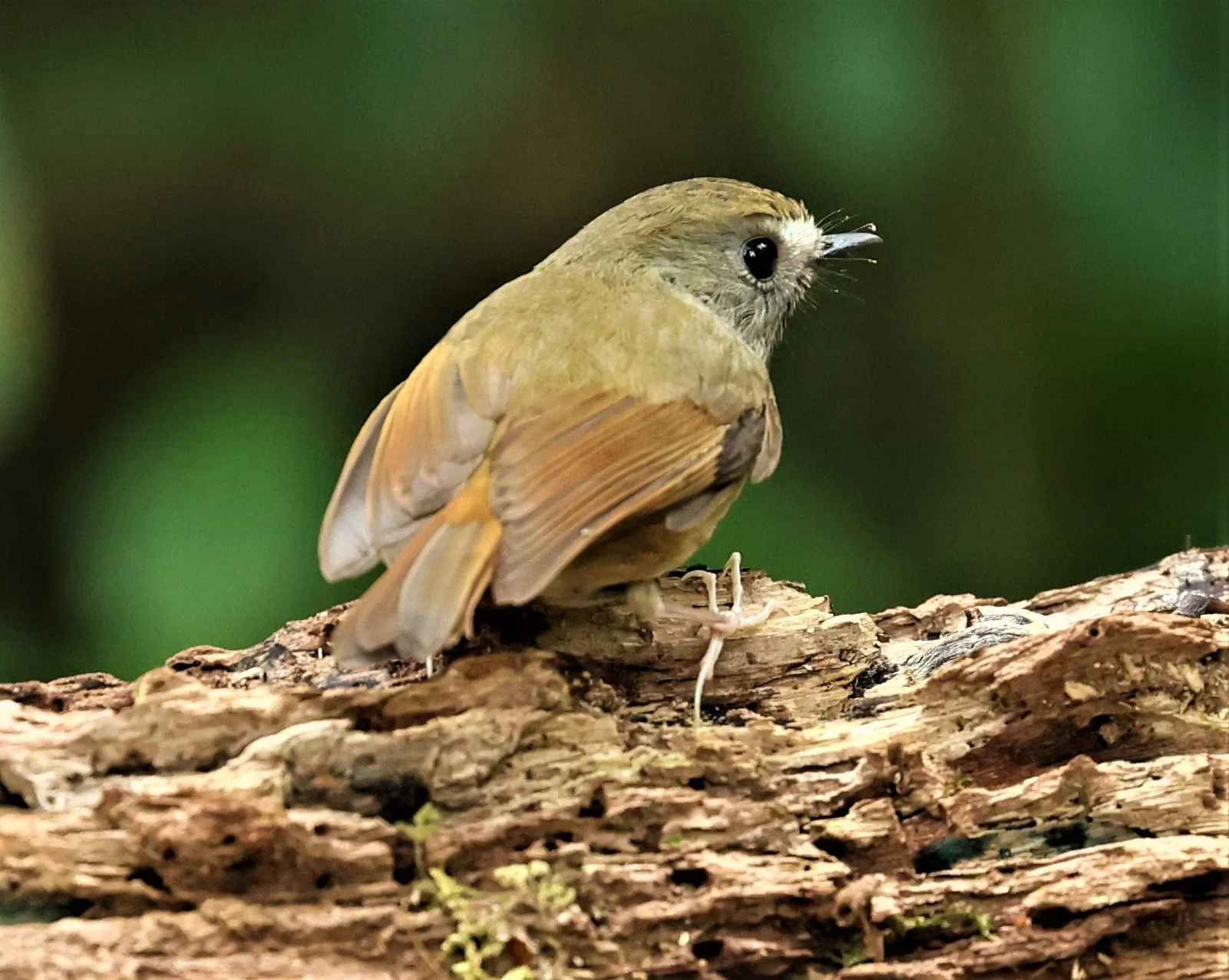 NILTAVA - LARGE NILTAVA - Niltava grandis - DOI DOI PHA HOM POK NP DOI LANG EAST FEB 2022 (25).jpg