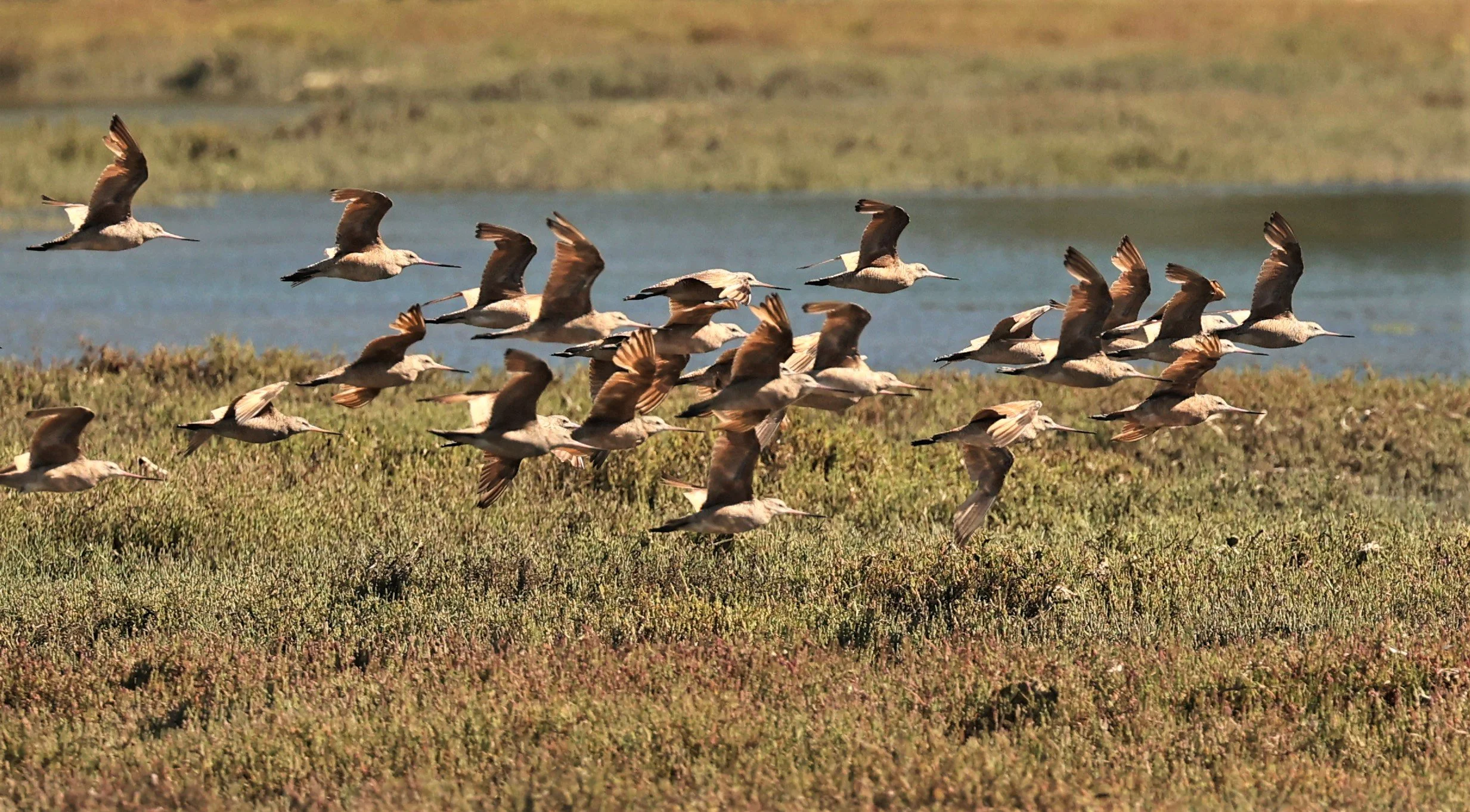 Limosa fedoa - MARBLED GODWIT - ELKHORN SLOUGH MOSS LANDING CALIFORNIA AUGUST 2022  (20).jpg
