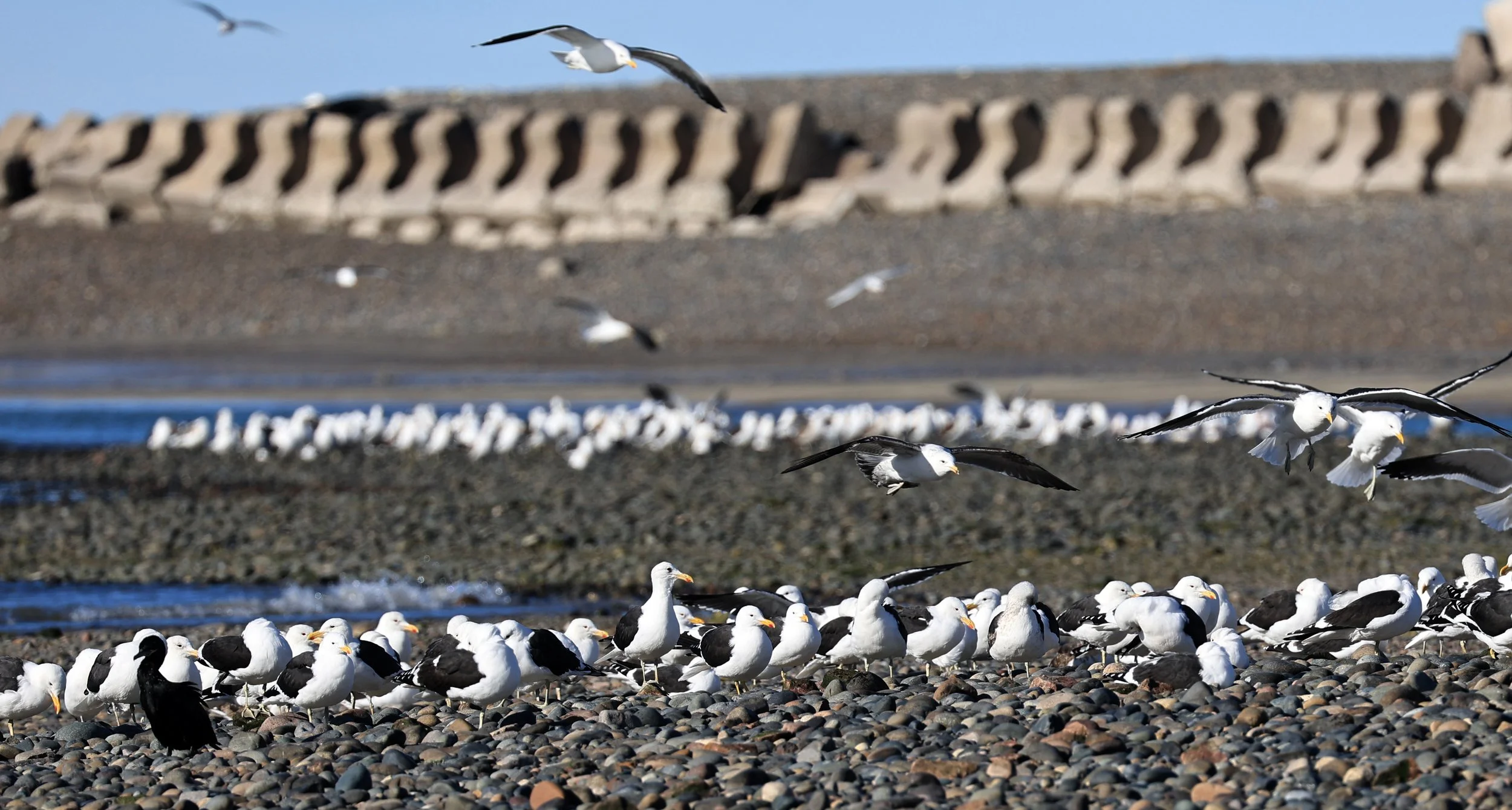 Kelp Gull (Larus dominicanus) Puerto Rawson Argentina (1).jpg