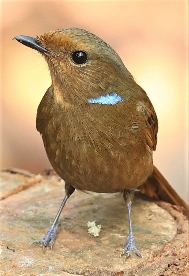 NILTAVA - LARGE NILTAVA - Niltava grandis - DOI DOI ANG KHANG CHIANG MAI FEB 2022 (63).jpg