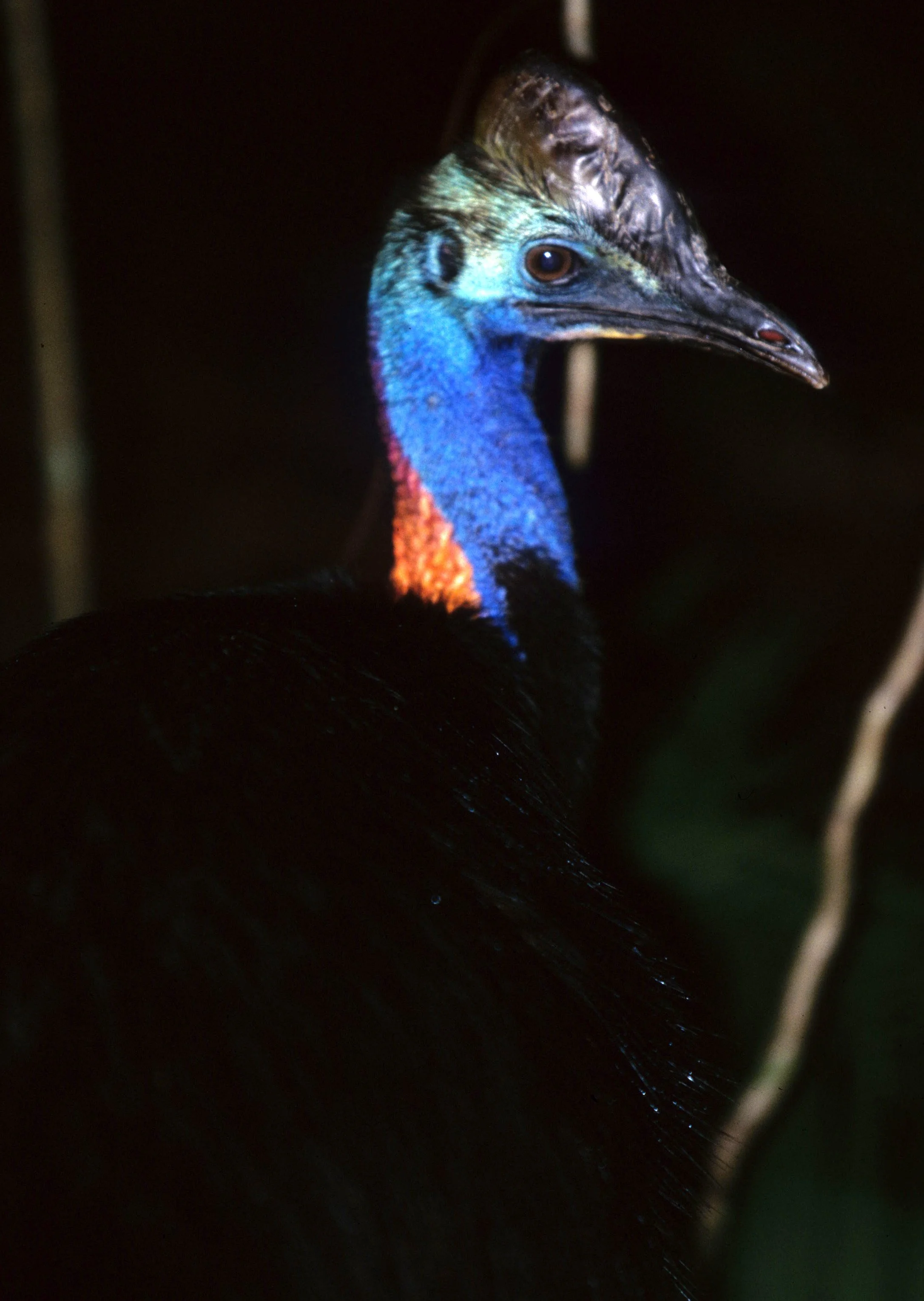 BIRD - SOUTHERN CASSOWARY - DAINTREE RAINFOREST C.jpg