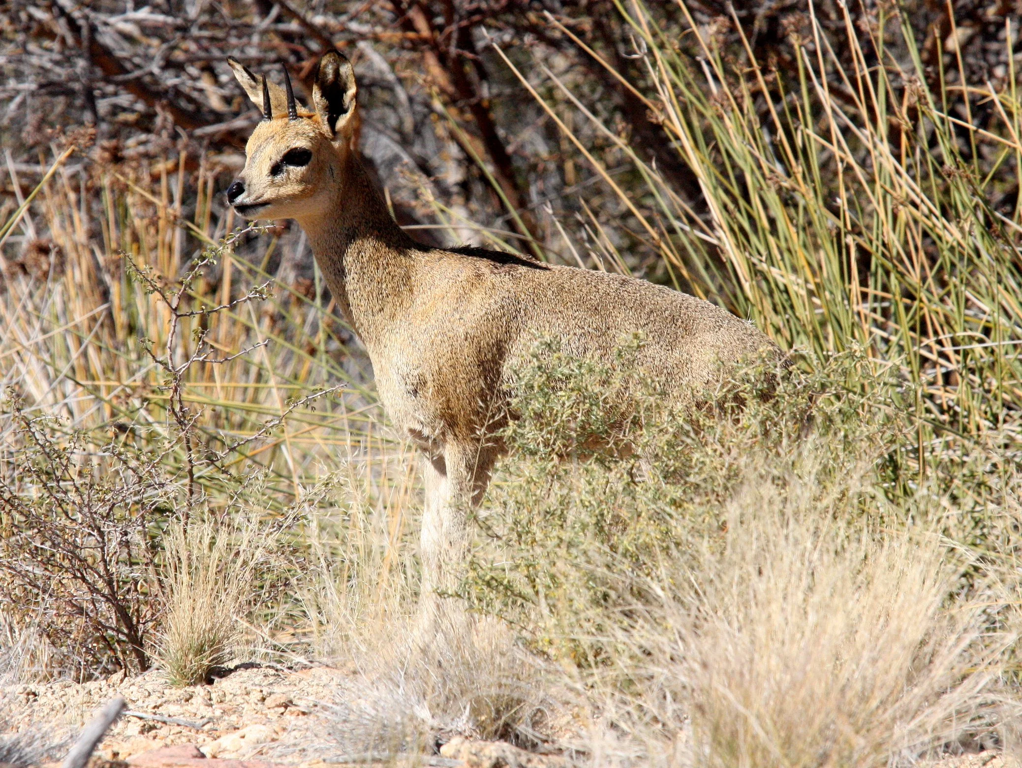 Oreotraginae Klipspringers — Coke Smith Wildlife