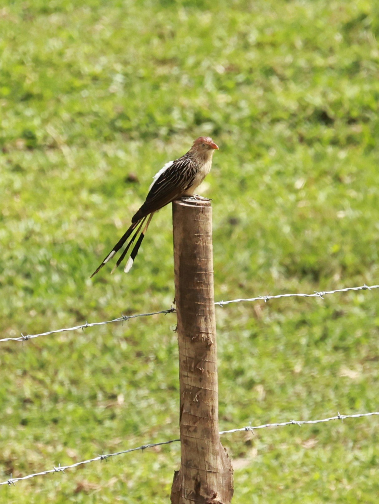 Guira Cuckoo (Guira guira) Alfonso Claudio, Espirito Santo, Brazil (10).JPG