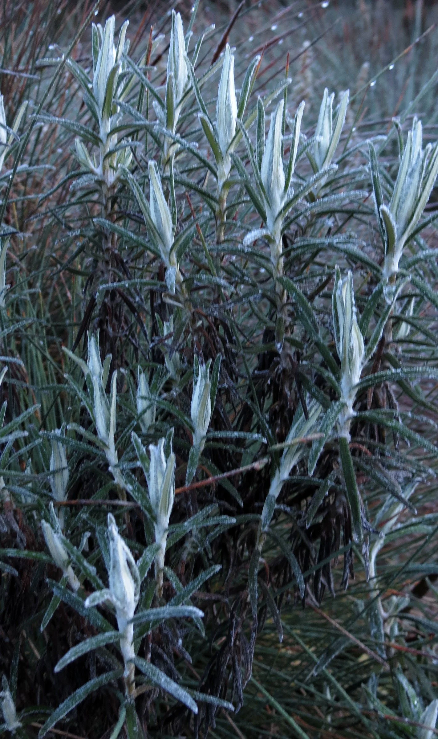 RWENZORI NATIONAL PARK UGANDA (199).JPG