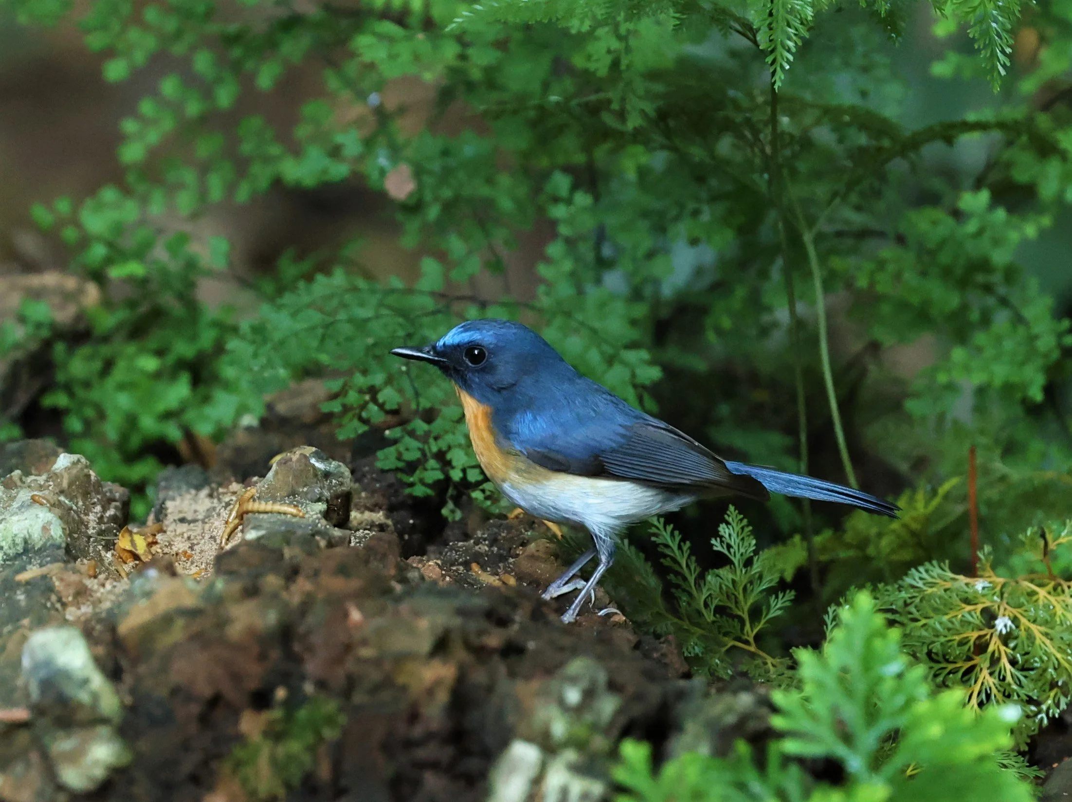 FLYCATCHER - INDOCHINESE BLUE-FLYCATCHER - Cyornis sumatrensis - PETCHABURI PROVINCE - NUY HIDE NEAR KAENG KRACHAN JAN 2022.jpg
