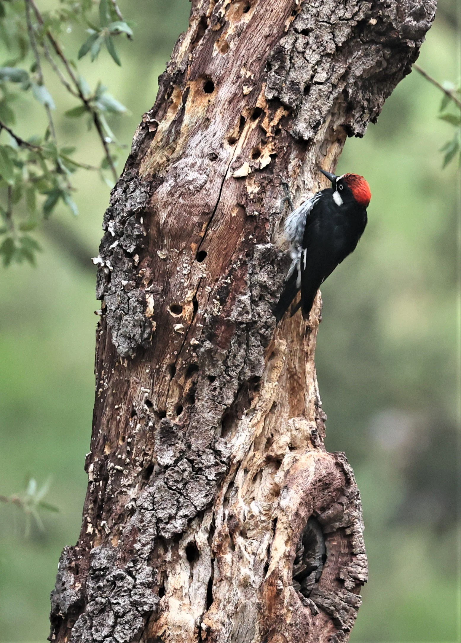 Melanerpes formicivorus - ACORN WOODPECKER - MADERA CANYON ARIZONA 2022 A.jpg