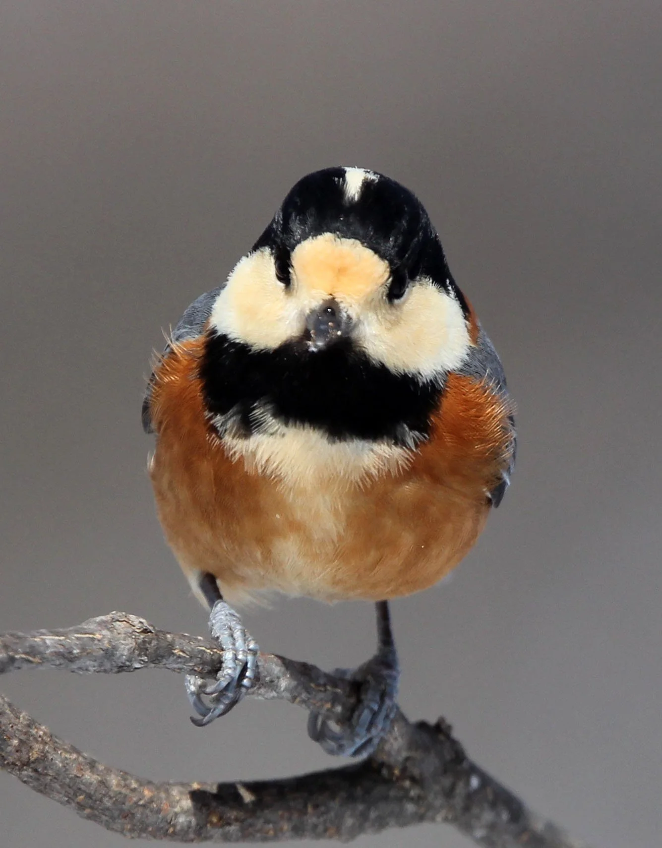 Varied Tit (Sittiparus varia) Kinohiroba Park, Abashiri Hokkaido, Japan (17).JPG