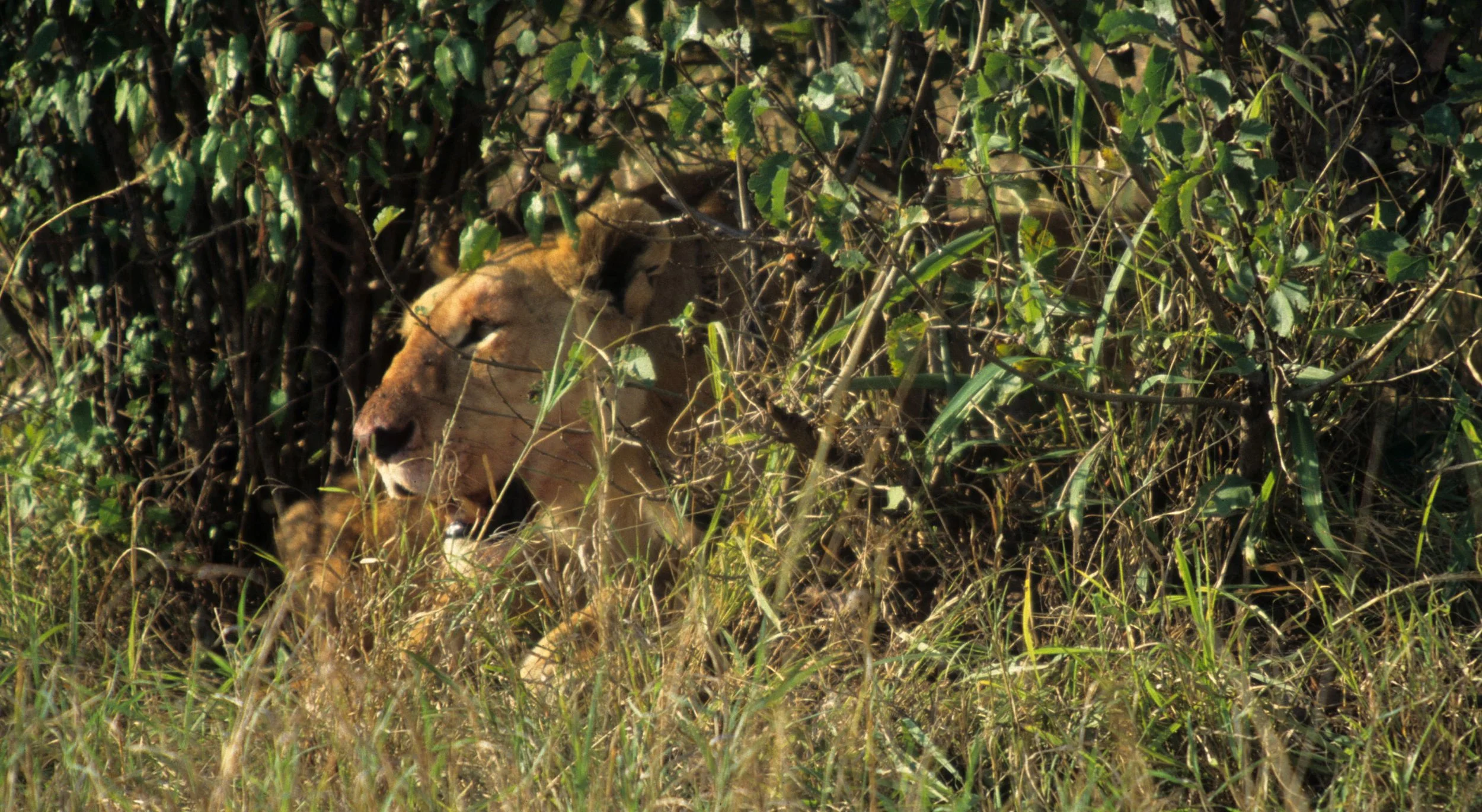 FELID - LION - SERENGETI (29).jpg