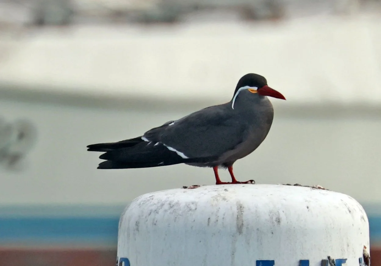 Tern - Inca Tern - Larosterna inca - Arica Chile Coastline (25).jpg