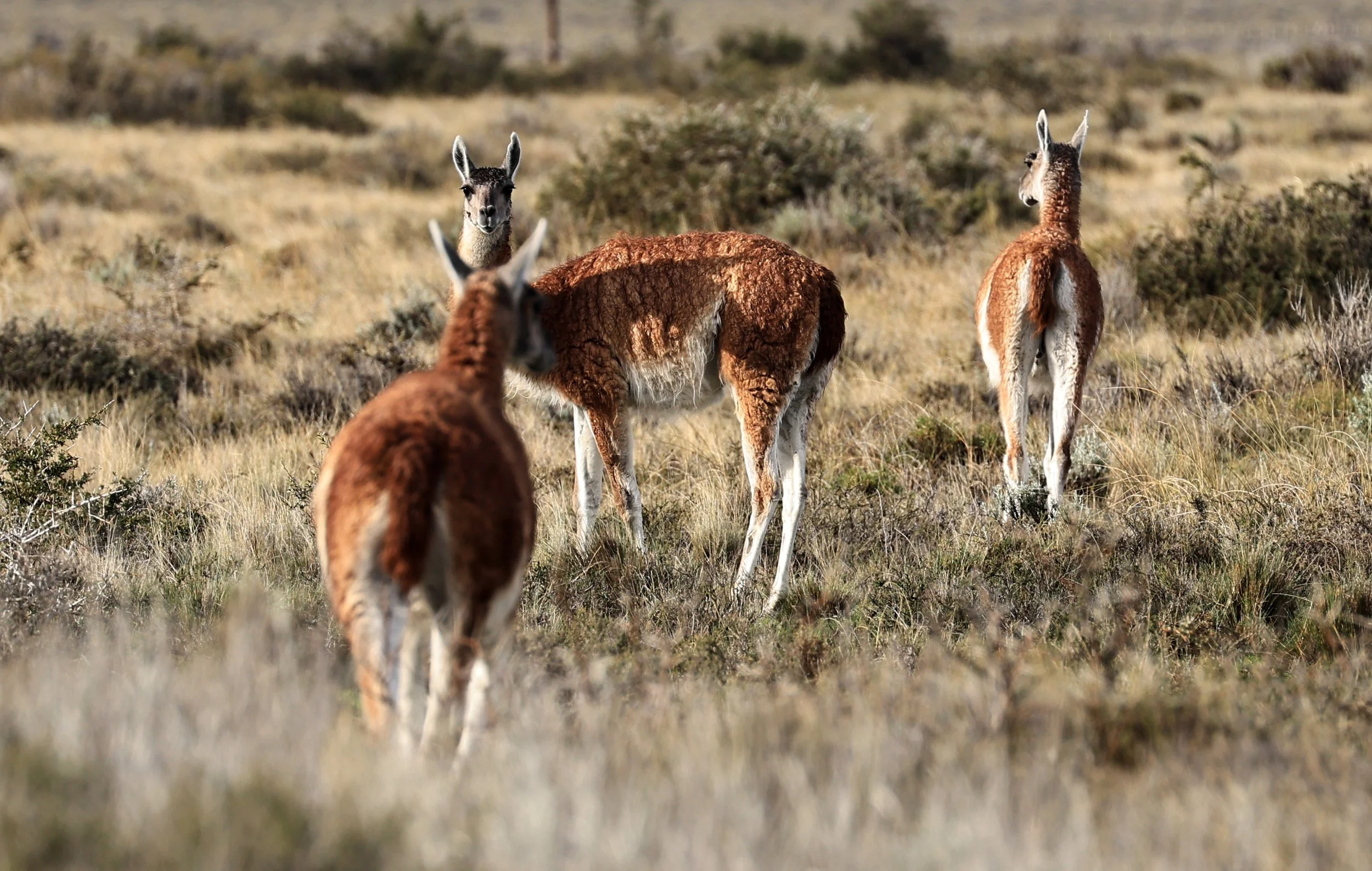 Guanaco (Lama guanicoe) Valdes Peninsula, Chubut Province, Argentina Day 1 (2).jpg