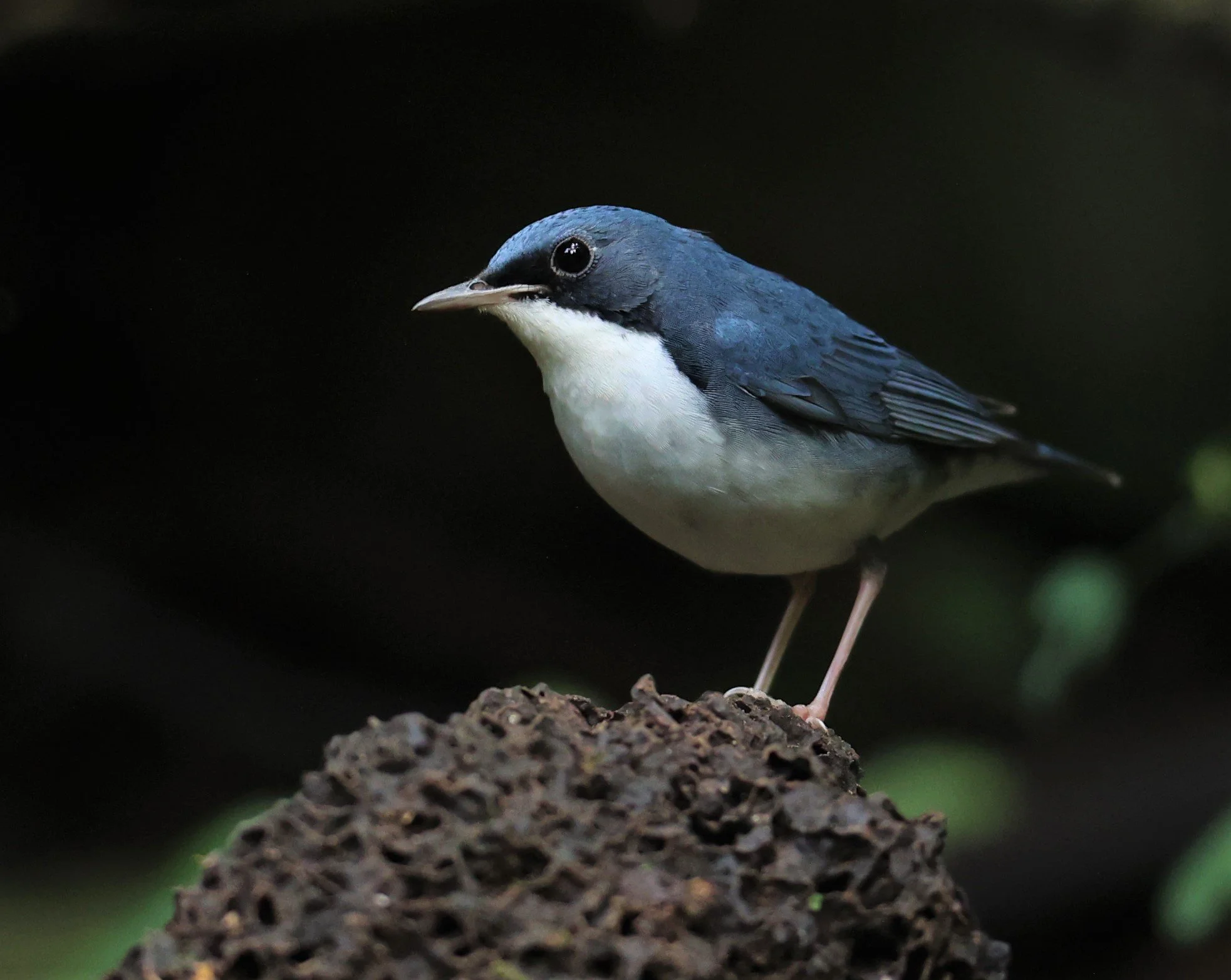 ROBIN - SIBERIAN BLUE ROBIN - Luscinia cyane - DOI INTHANON NP CHIANG MAI, DEC 2021 (21).JPG