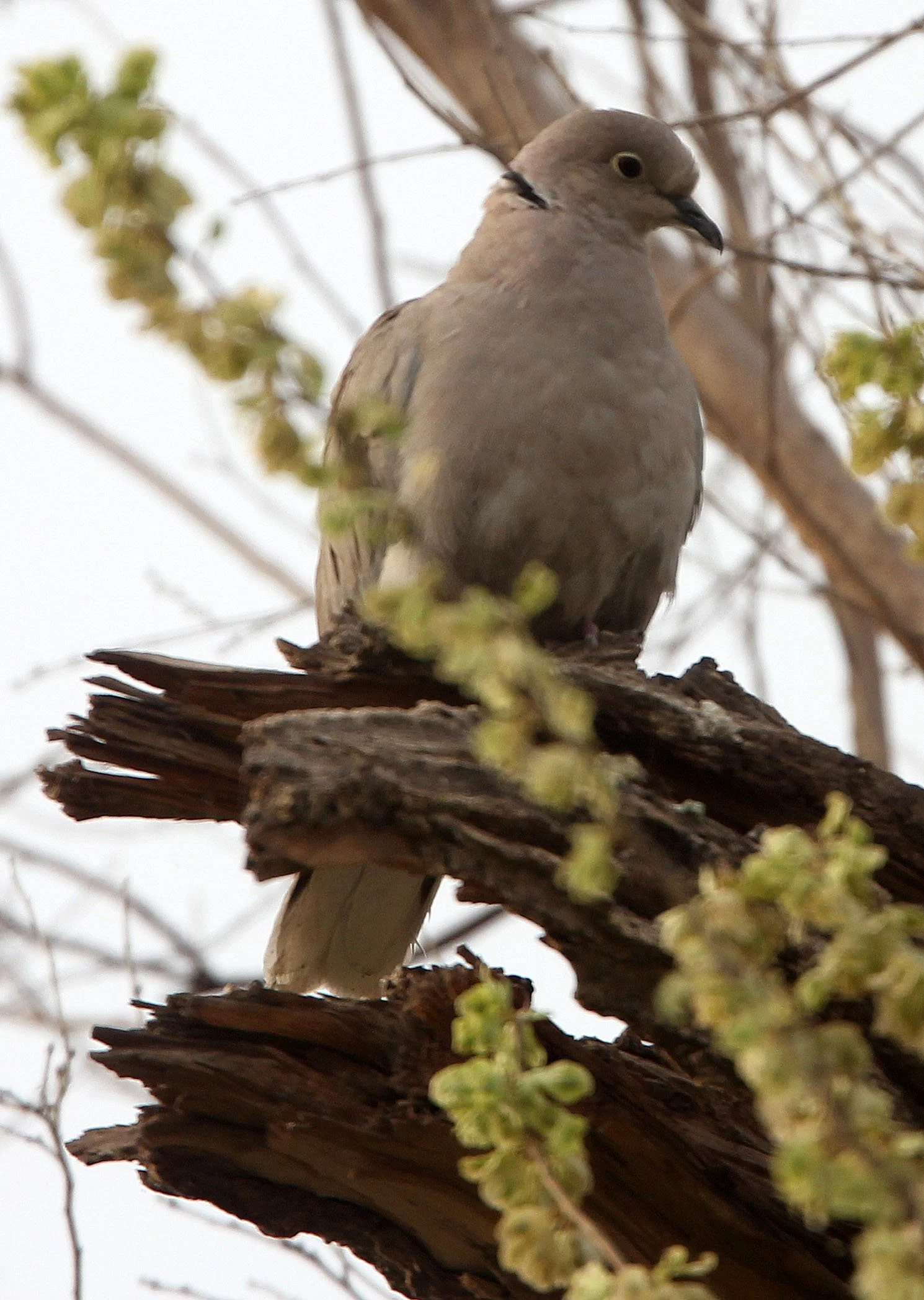 Eurasian Collared Dove (Streptopelia decaocto) Turpan Xinjiang China (2).JPG