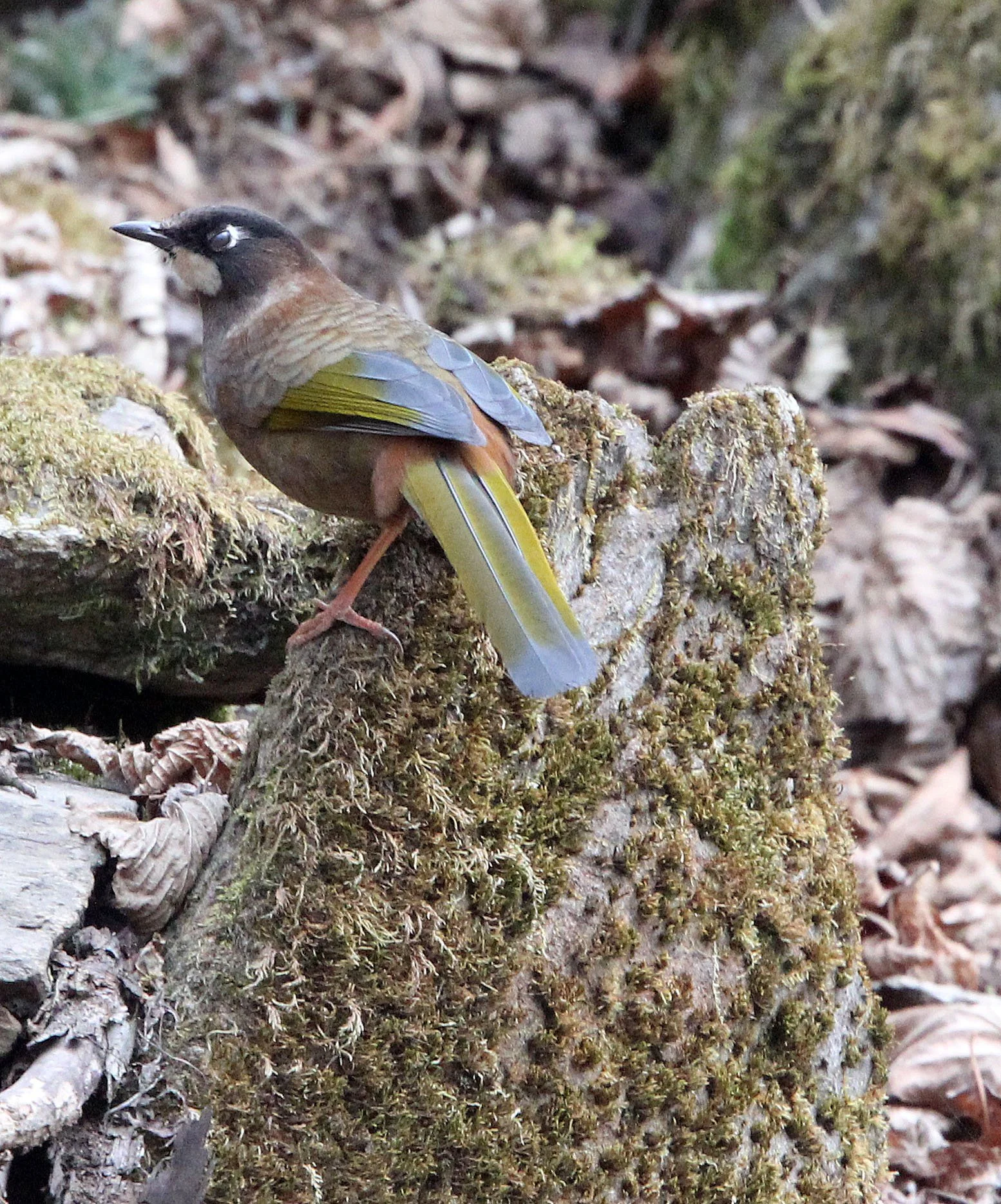BIRD - LAUGHINGTHRUSH - BLACK-FACED LAUGHINGTHRUSH - TANGJIAHE NATURE RESERVE, SICHUAN CHINA (2).JPG