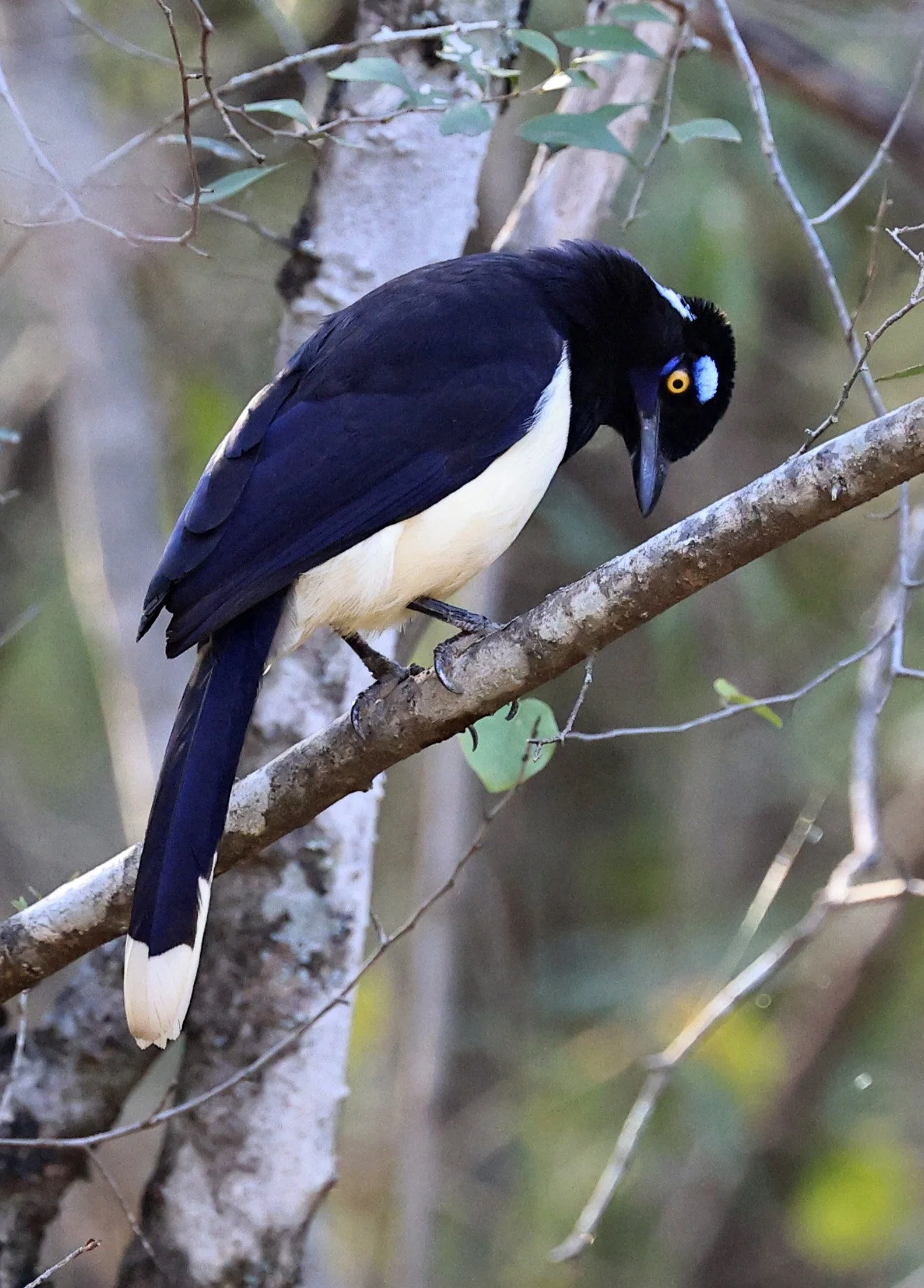 Plush-crested Jay (Cyanocorax chrysops) Aurora Chaquena Reserve - Nueland Mennonite Colony Paraguay (2).jpg