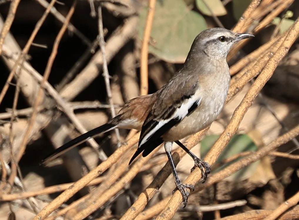 White-banded Mockingbird (Mimus triurus) Hotel Campestre Iparoma Paraguay (11).jpg