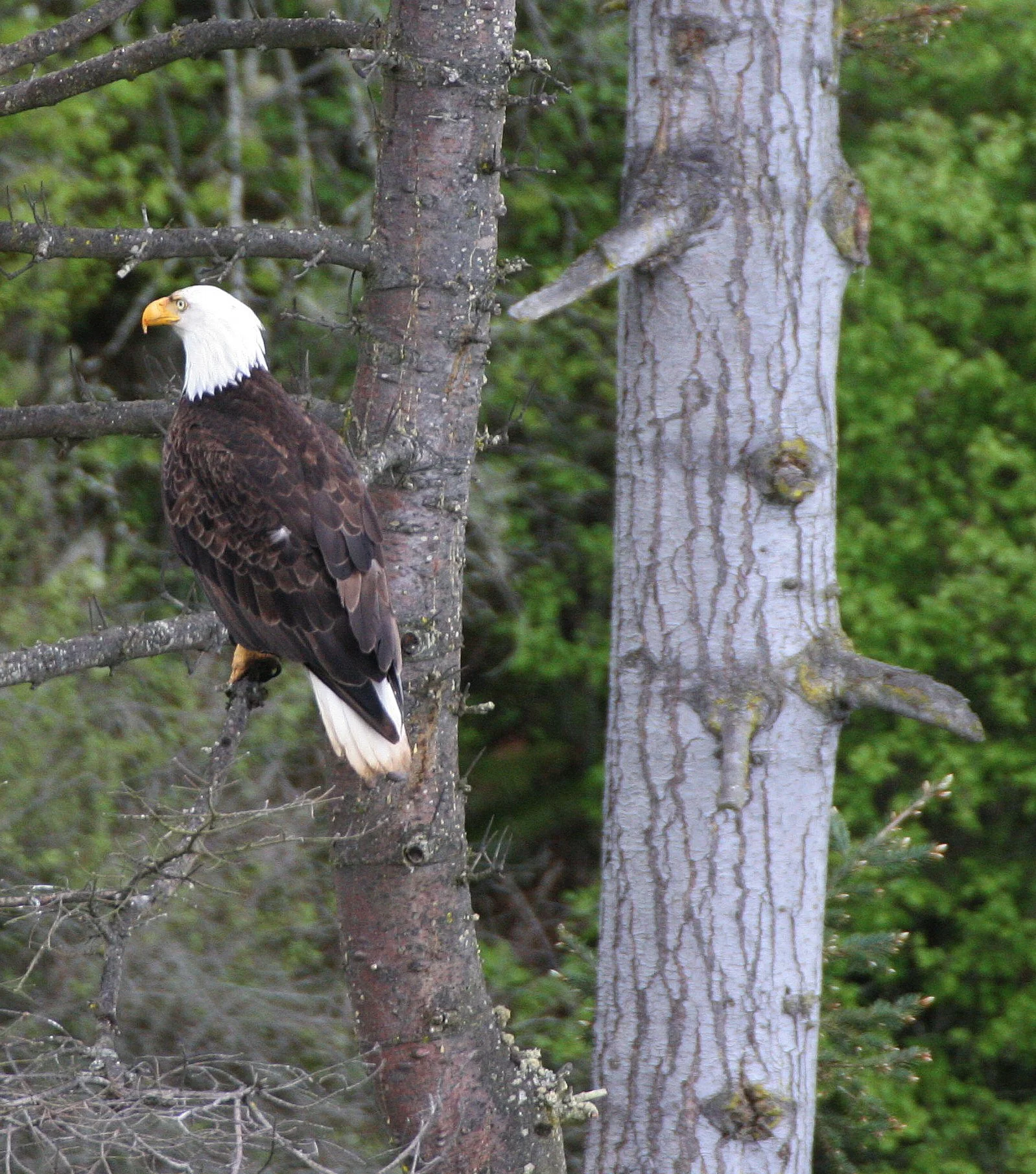 Haliaeetus leucocephalus - AMERICAN BALD EAGLE - LAKE FARM BLUFFS WASHINGTON (276).JPG