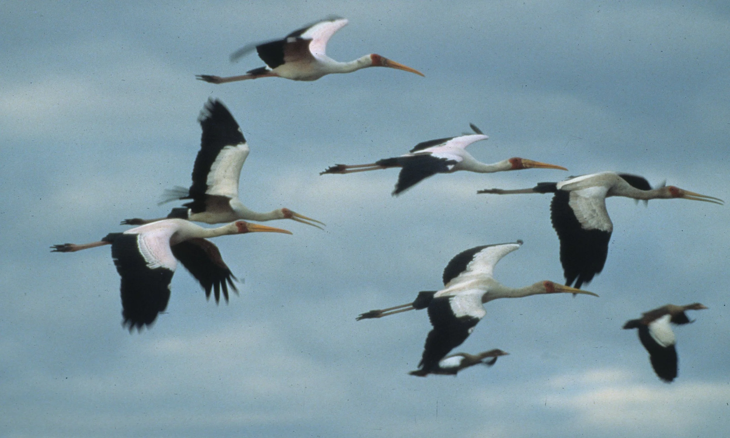 STORK - YELLOW-BILLED STORK - Mycteria ibis - CHOBE NATIONAL PARK BOTSWANA (2).jpg