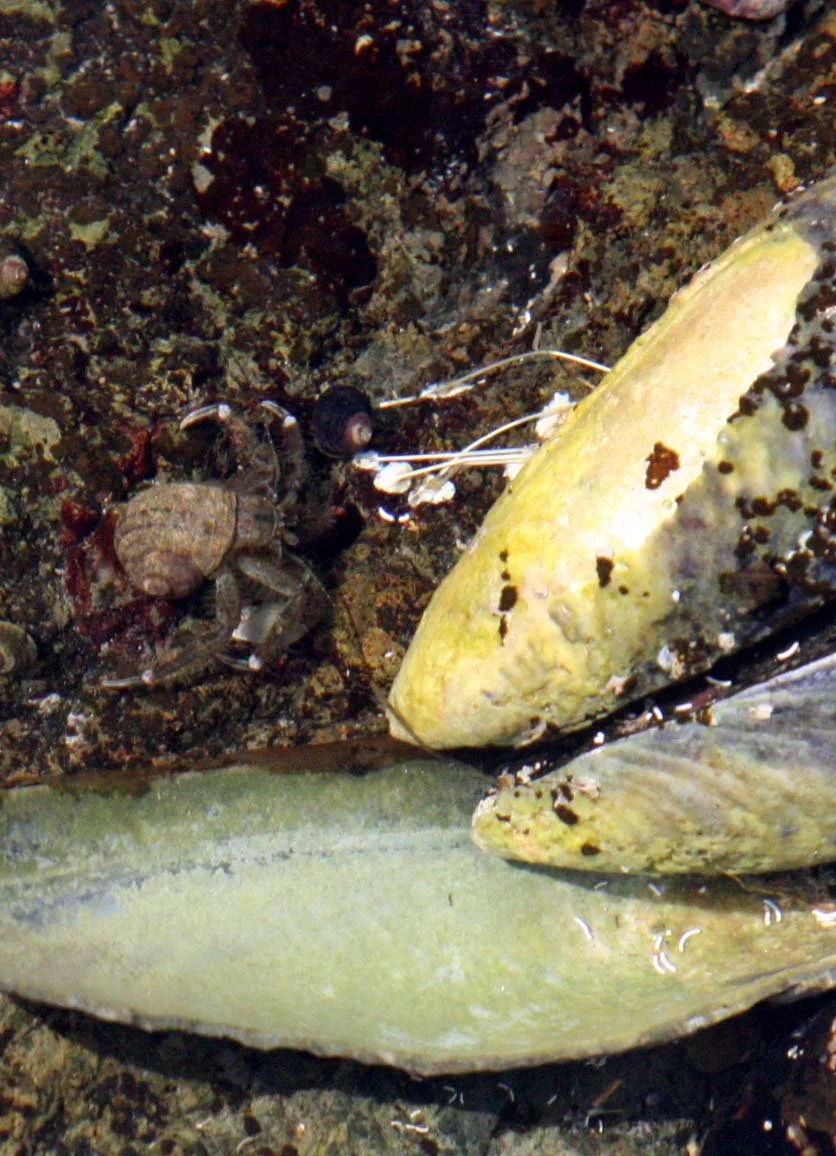 INVERTS - MARINE INTERTIDAL - ARTHROPODA - .JPG