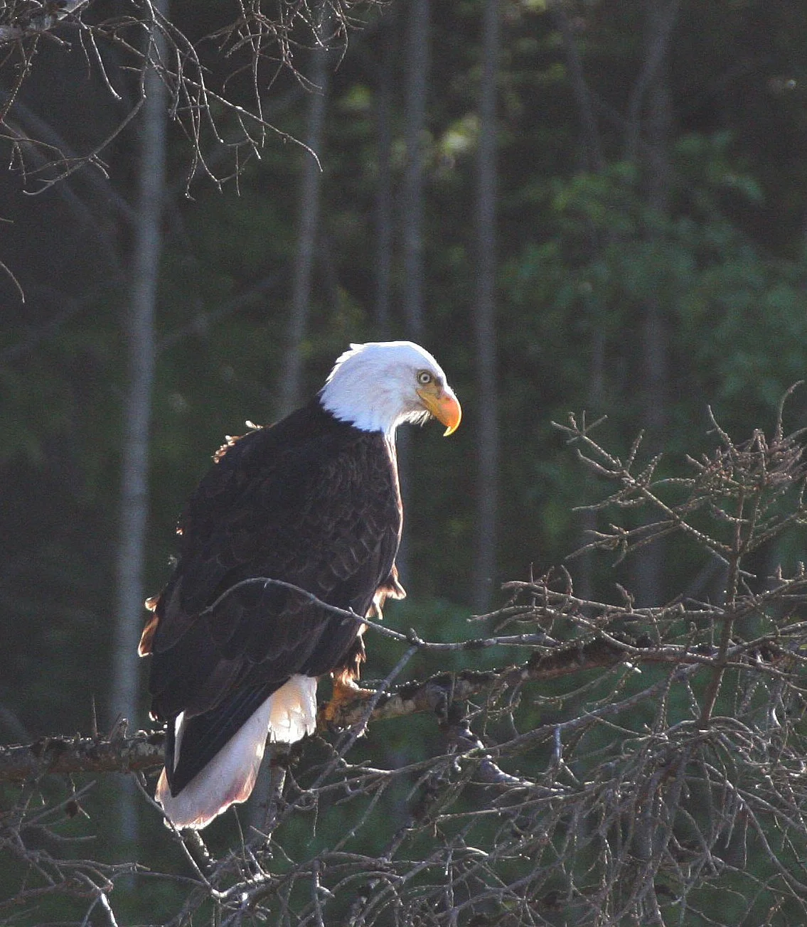 Haliaeetus leucocephalus - AMERICAN BALD EAGLE - LAKE FARM BLUFFS WASHINGTON (127).JPG