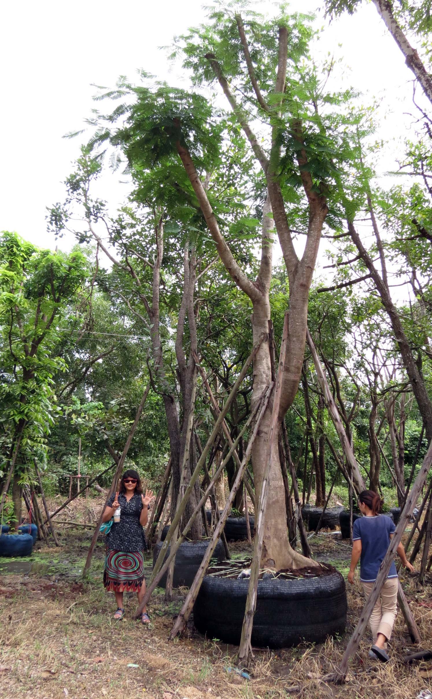 2013 Nakhon Nayok Nursery Region Khlong 15 Area (12).JPG