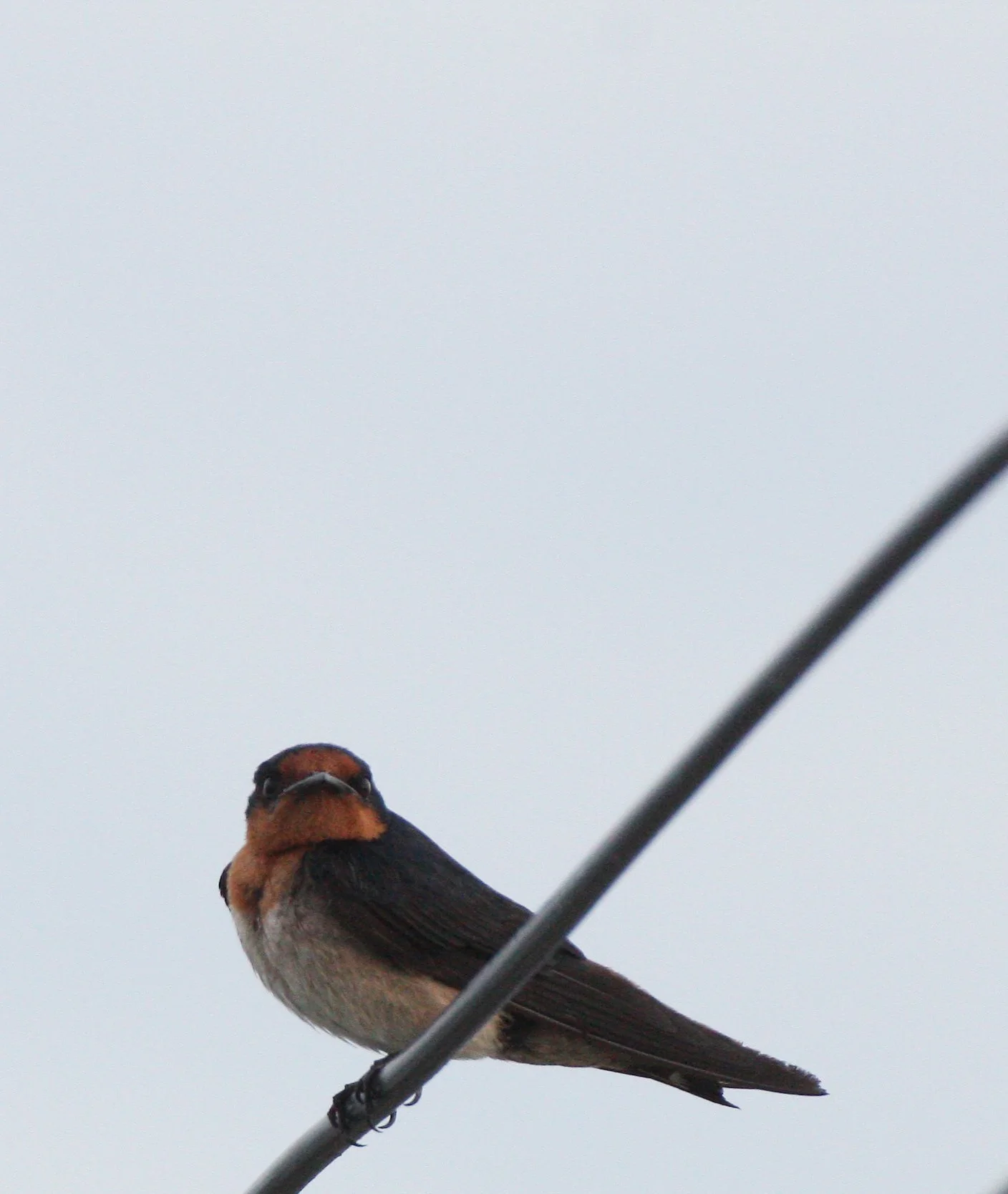 Pacific Swallow (Hirundo tahitica) Pak Nakhon Thailand (13).JPG