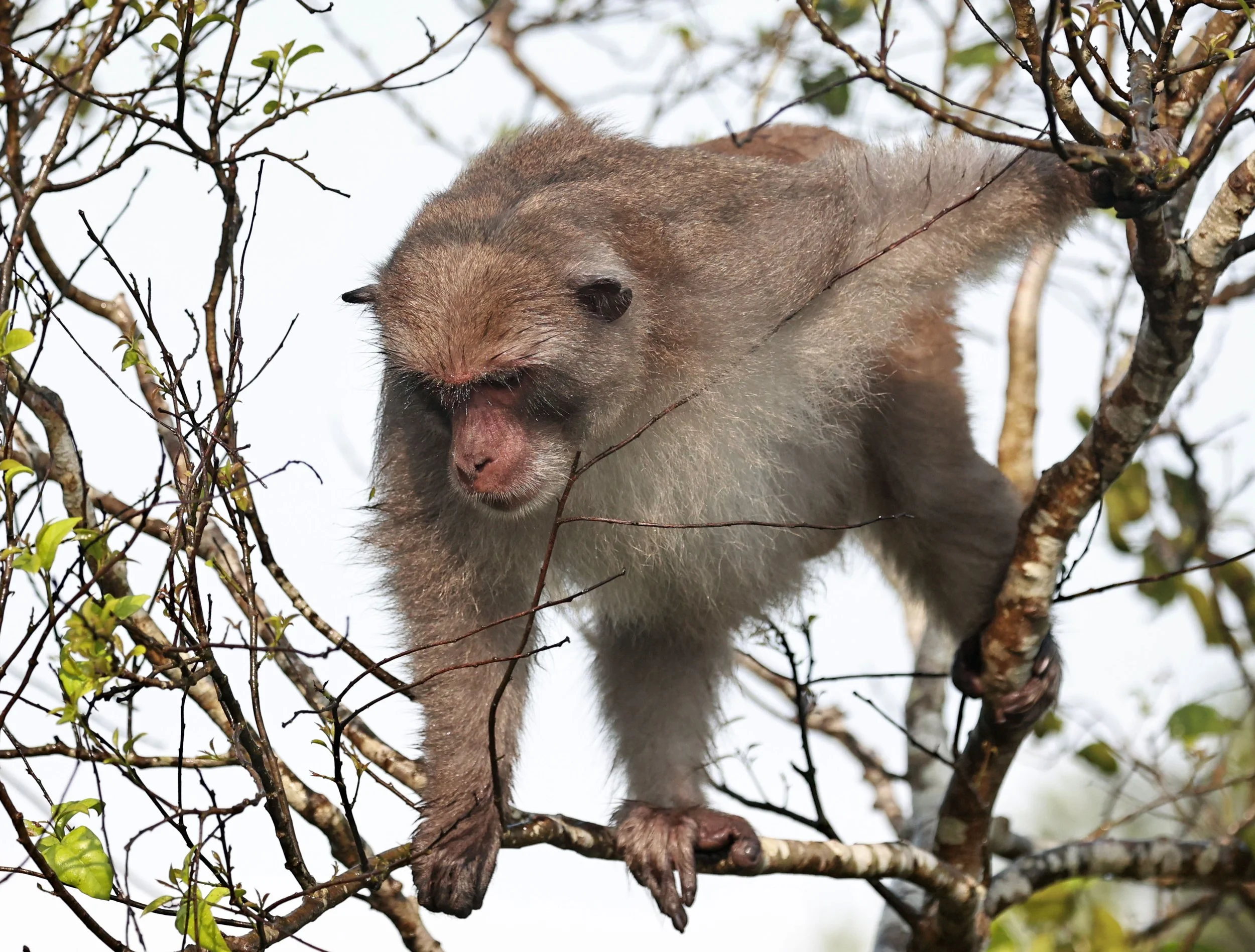 Cercopithecidae - Macaca mulatta siamica - Indochinese Rhesus Macaque - Son Tra Peninsula, Viet Nam (27).jpg