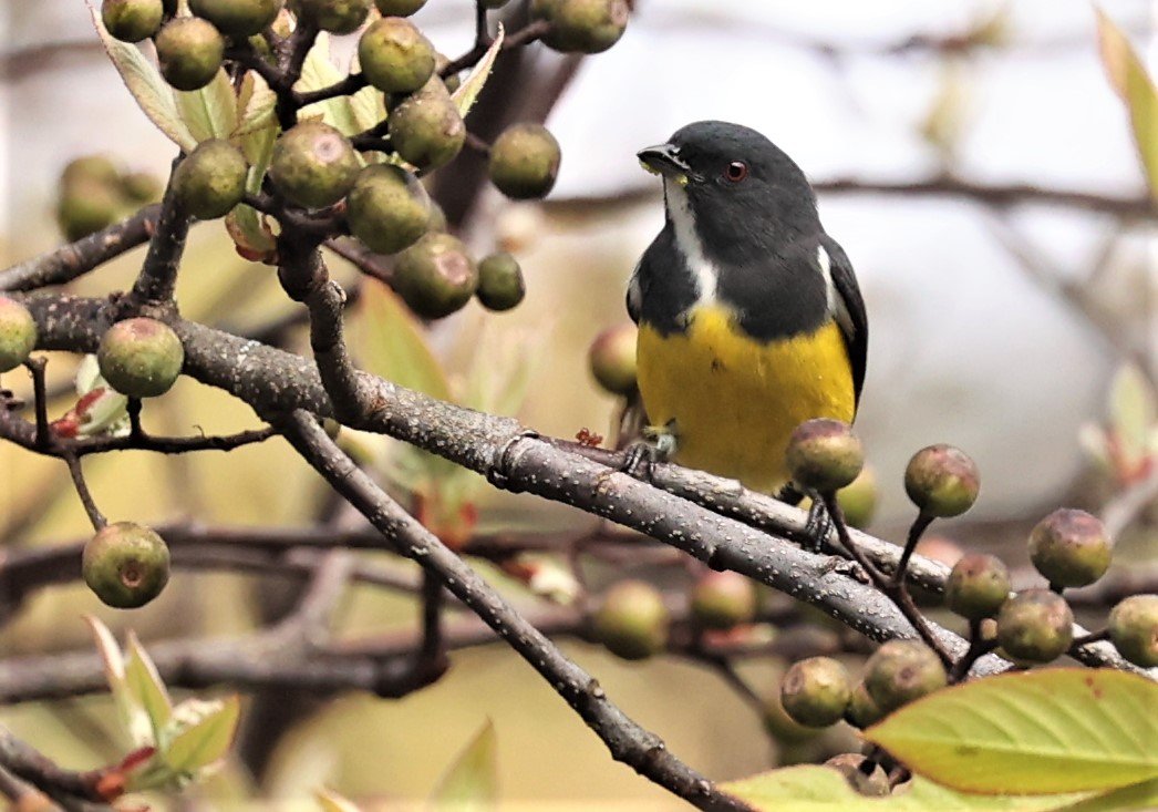 FLOWERPECKER - YELLOW-BELLIED FLOWERPECKER - Dicaeum melanozanthum - DOI INTHANON NP CHIANG MAI, DEC 2021 (1).JPG