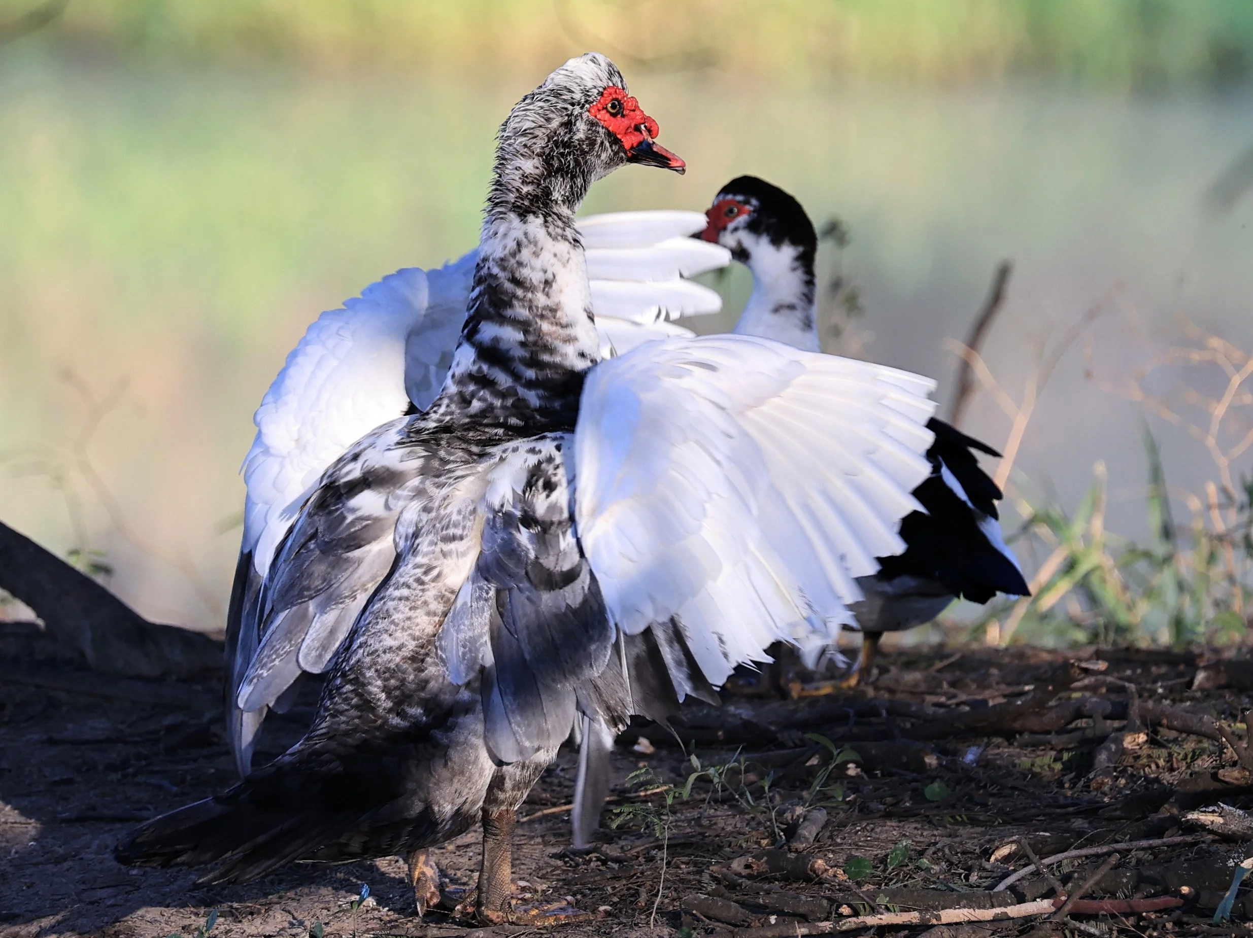 Muscovy Duck (Cairina moschata) Hotel Iparoma Campestre Paraguay (4).jpg