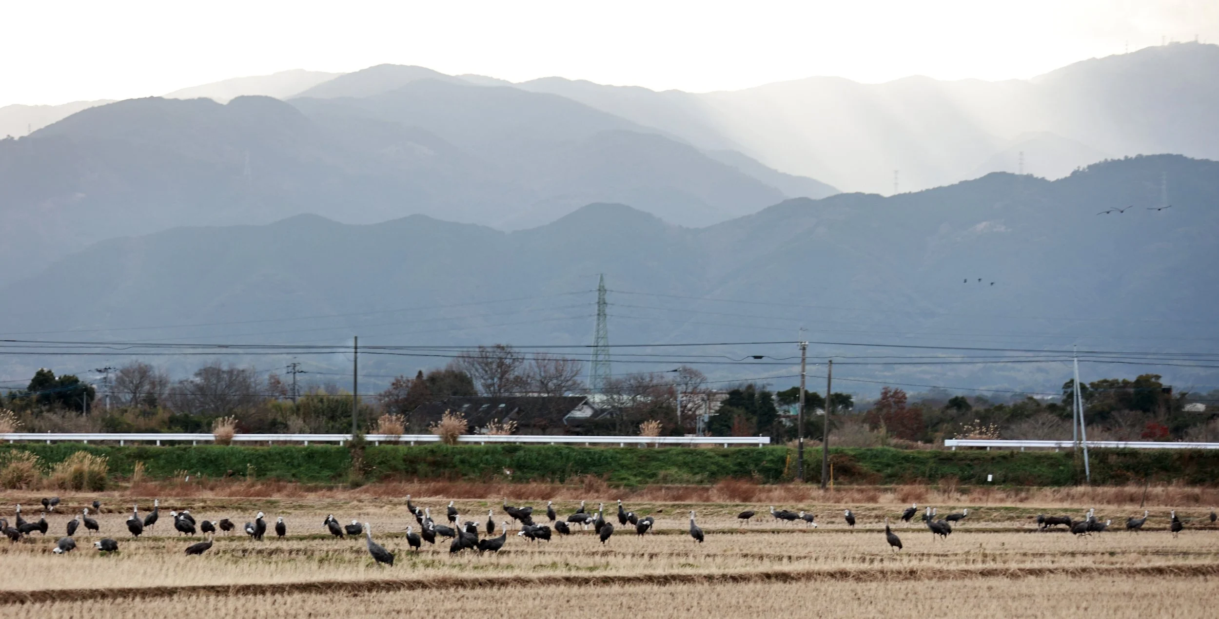 Hooded Crane (Grus monacha) & White-naped Crane - Izumi Crane Park & Center, Izumi Kagoshima Kyushu Japan (7).jpg