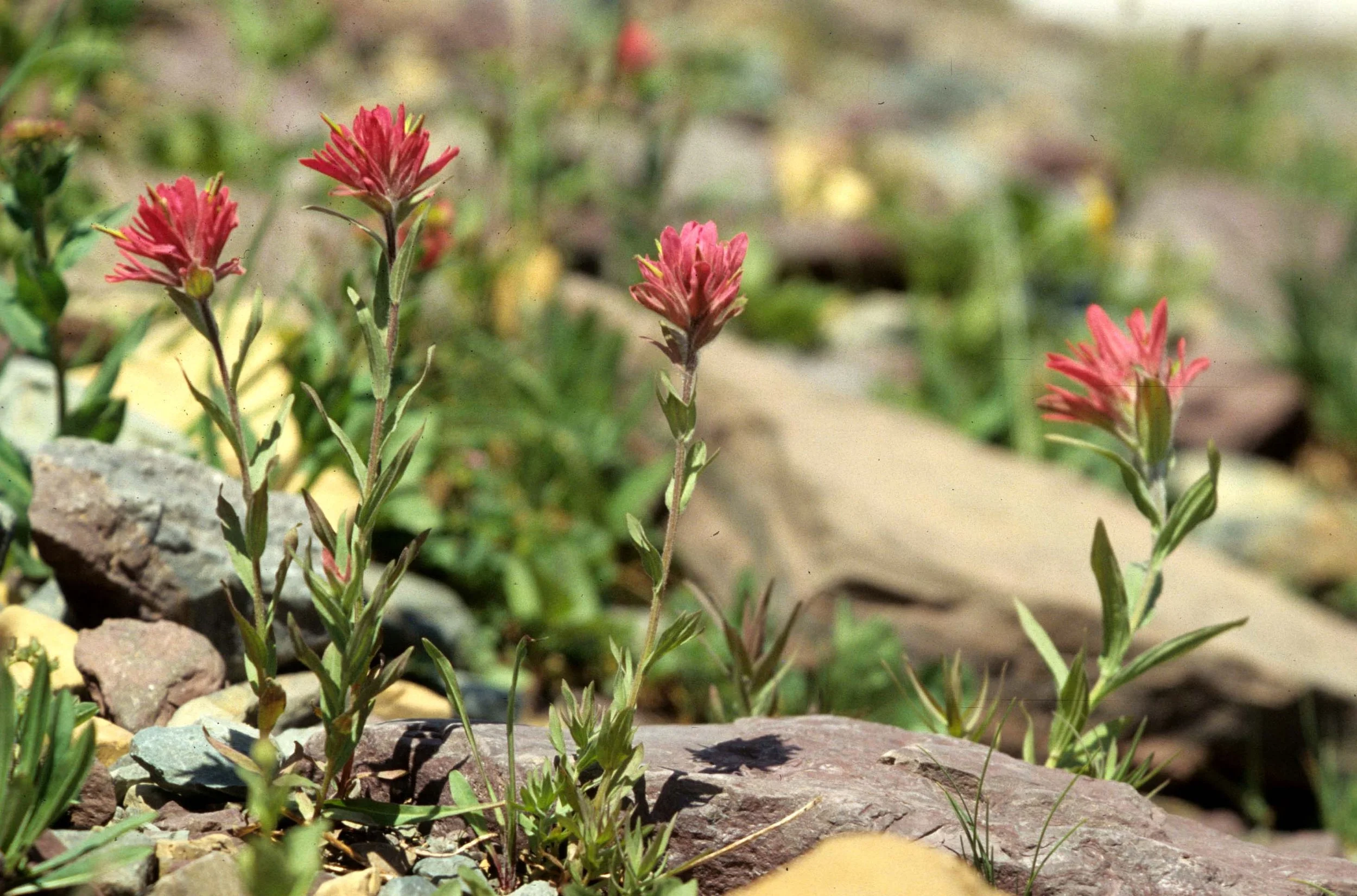MONTANA - GLACIER - CASTELLEJA SPECIES (4).jpg