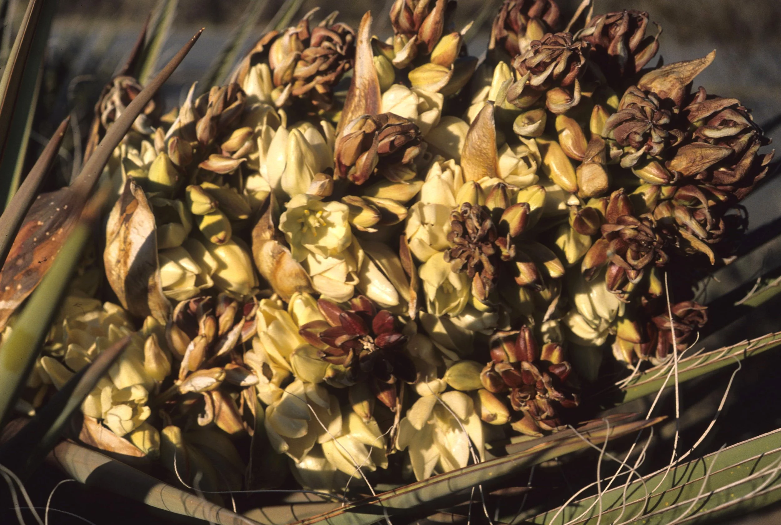 ANZA BORREGO - LILIACEAE - YUCCA SCHIDIDGERA - SPANISH DAGGER.jpg