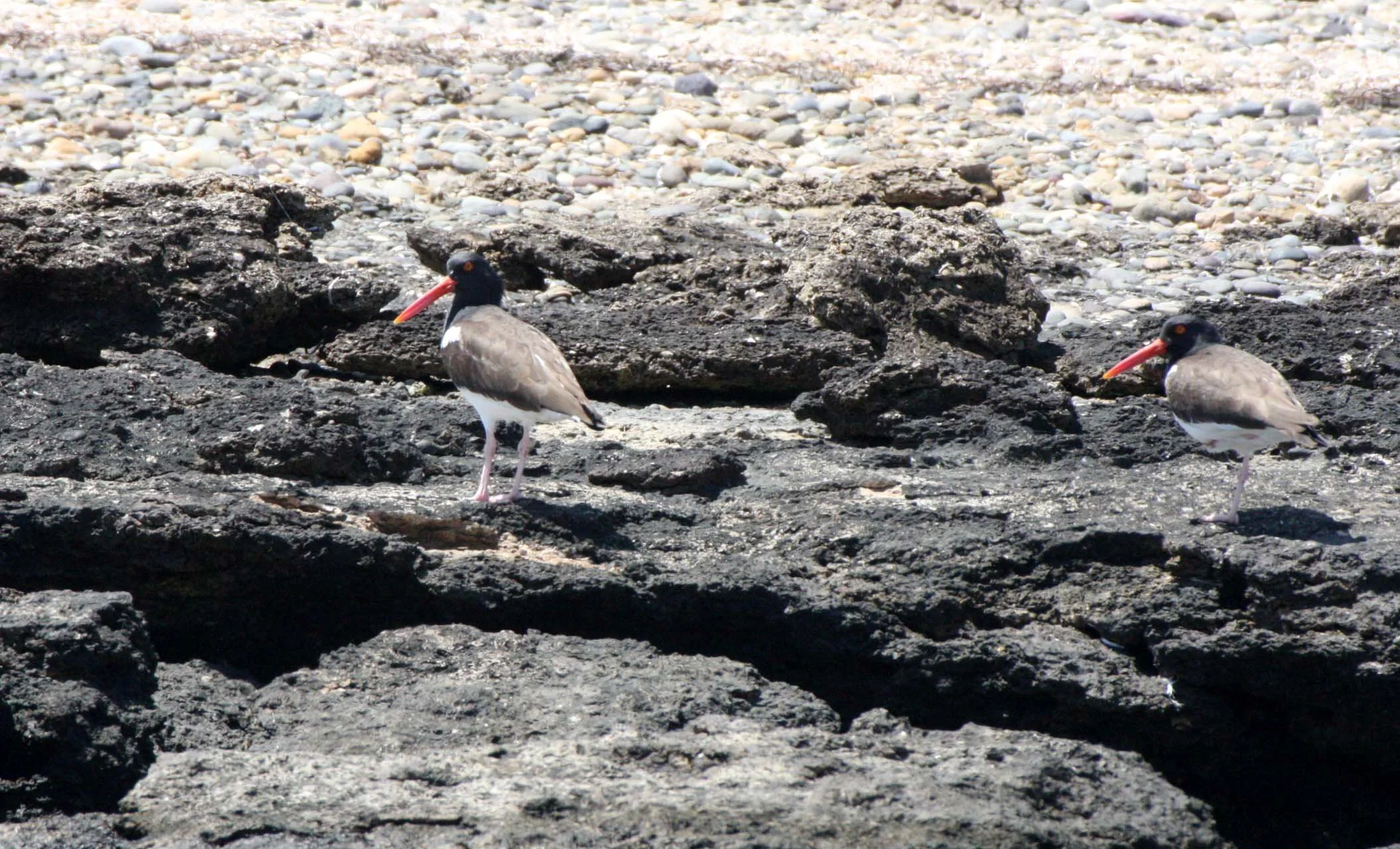 American Oystercatcher (Haematopus palliatus) San Ignacio Lagoon Baja Mexico (12).JPG