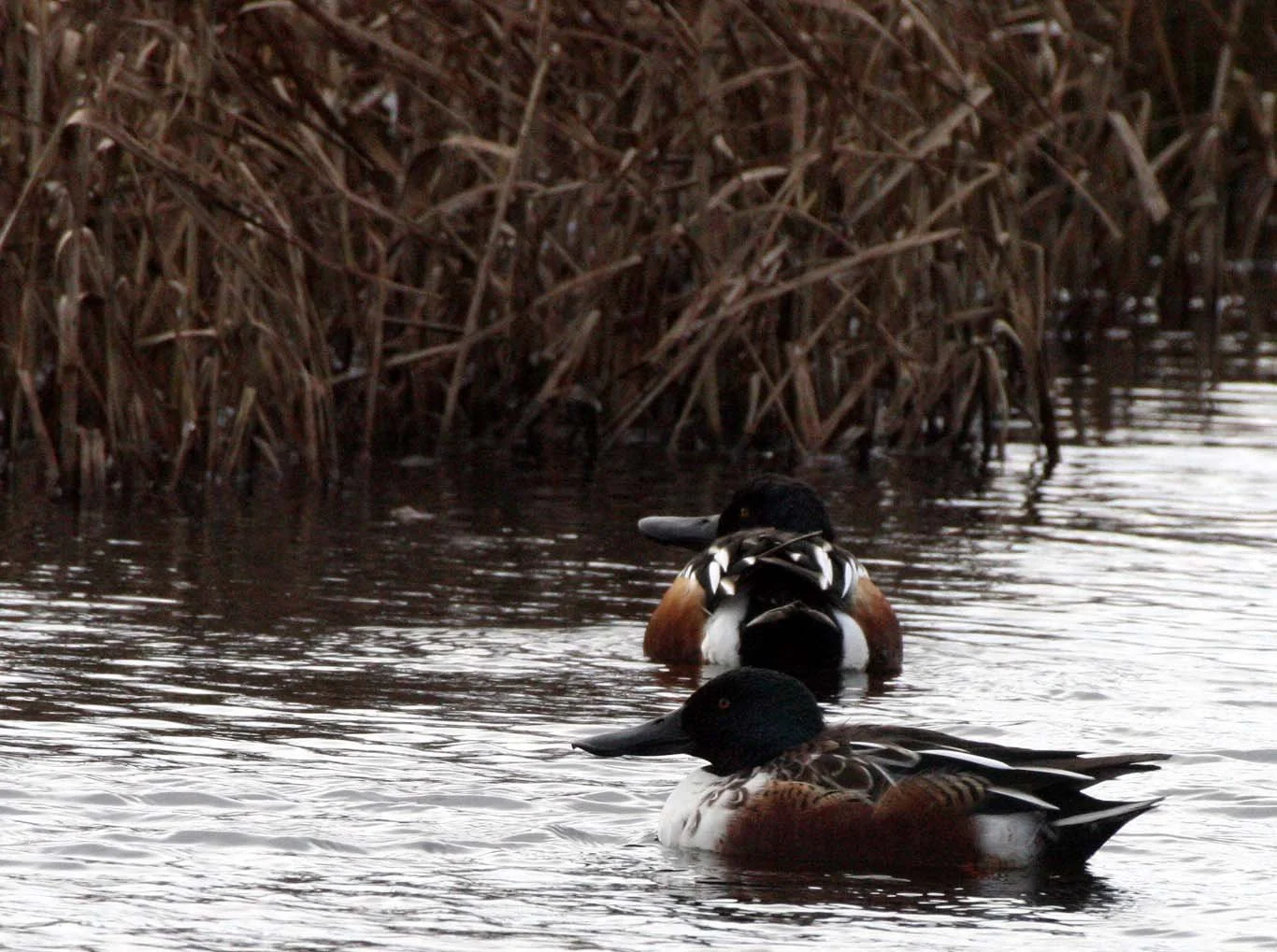 SHOVELER - NORTHERN SHOVELER - Spatula clypeata - THREE CRABS MARSH SEQUIM WA (7).JPG