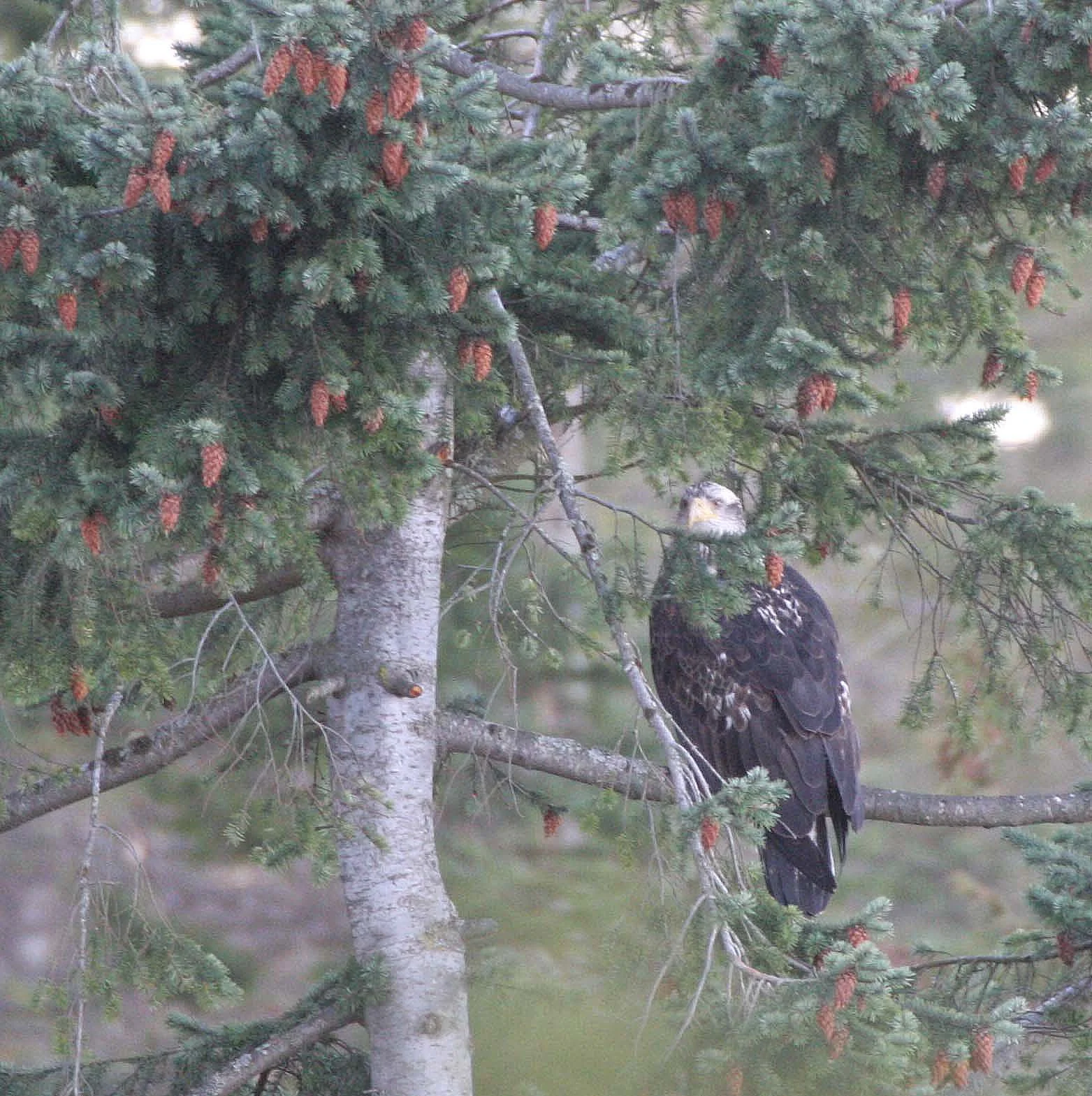 BIRD - EAGLE - BALD EAGLE IMMATURE -LAKE FARM (3).JPG