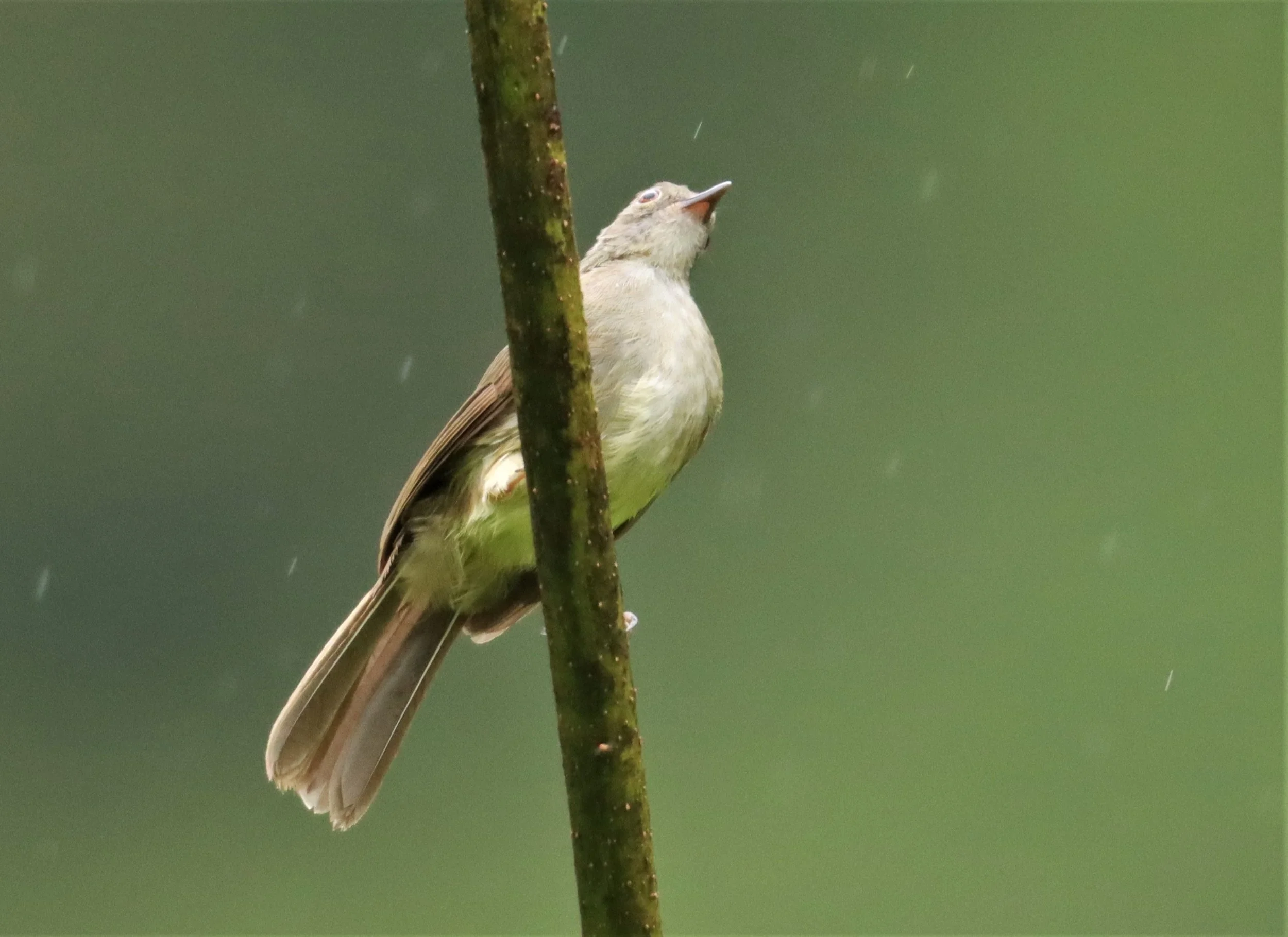 BULBUL - SPECTACLED BULBUL - Pycnonotus erythropthalmos - KHAO SOK SURAT THANI  (3).jpg