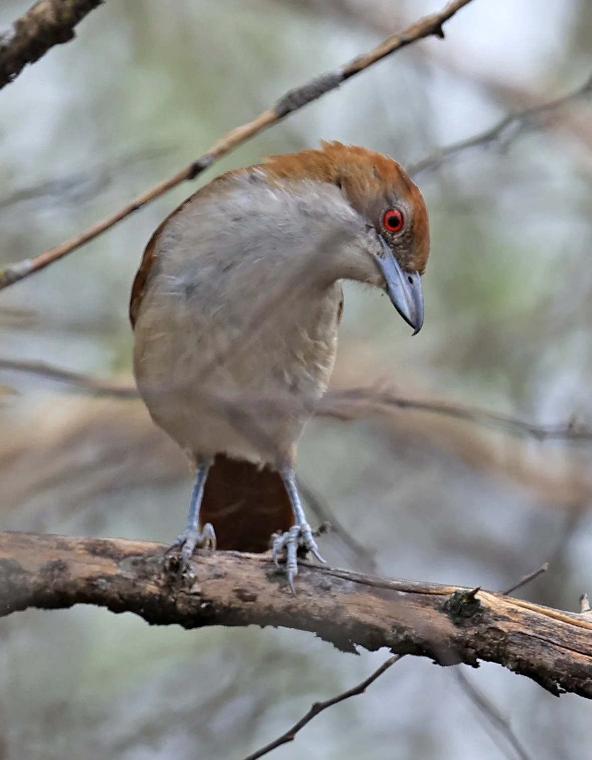 Great Antshrike (Taraba major) La Patria Sideroads & Iporama and other areas of the Chaco in Paraguay 