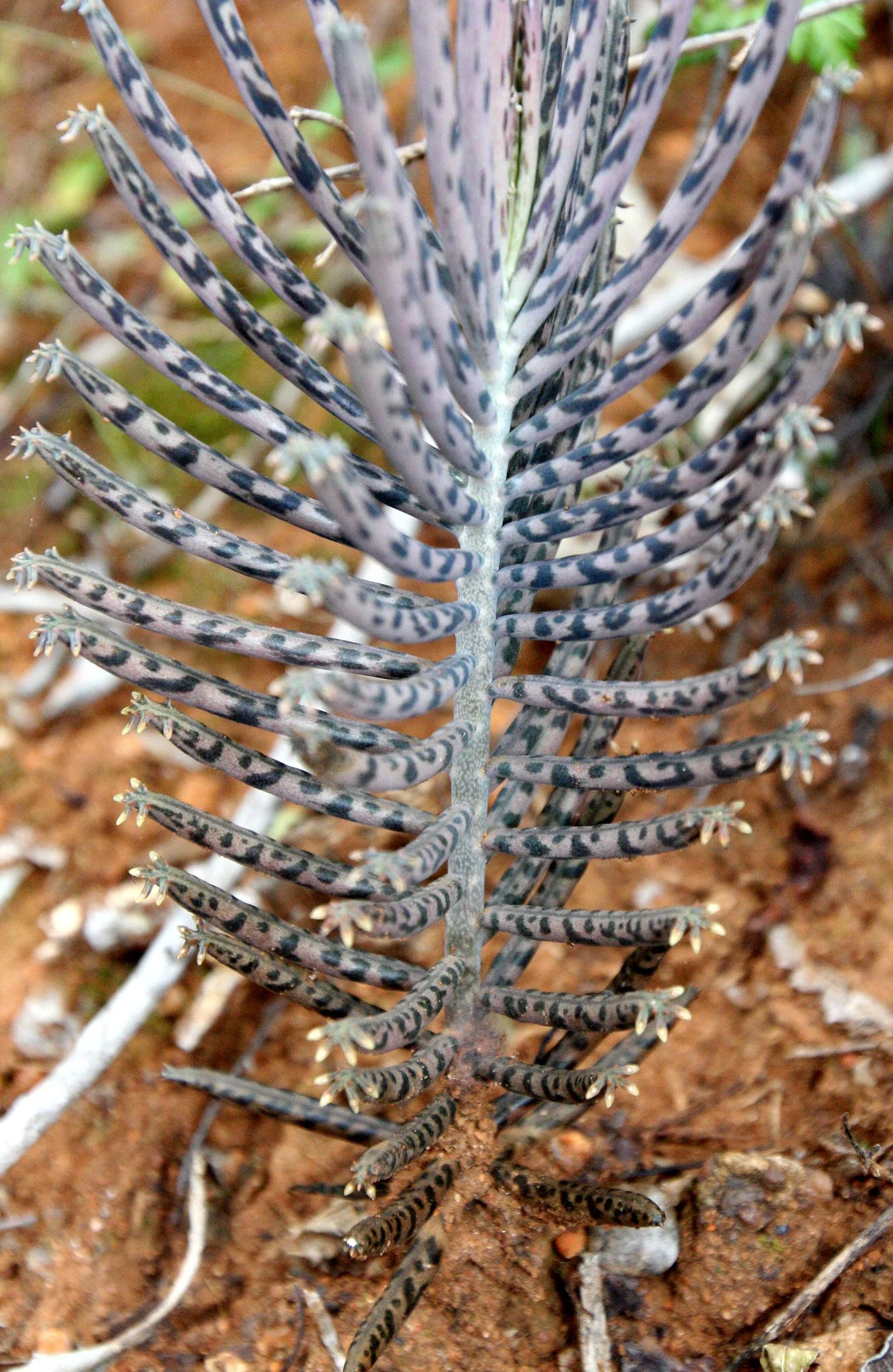 PLANT - SPECIES - ANDOHAHELA NATIONAL PARK MADGASCAR (7).JPG