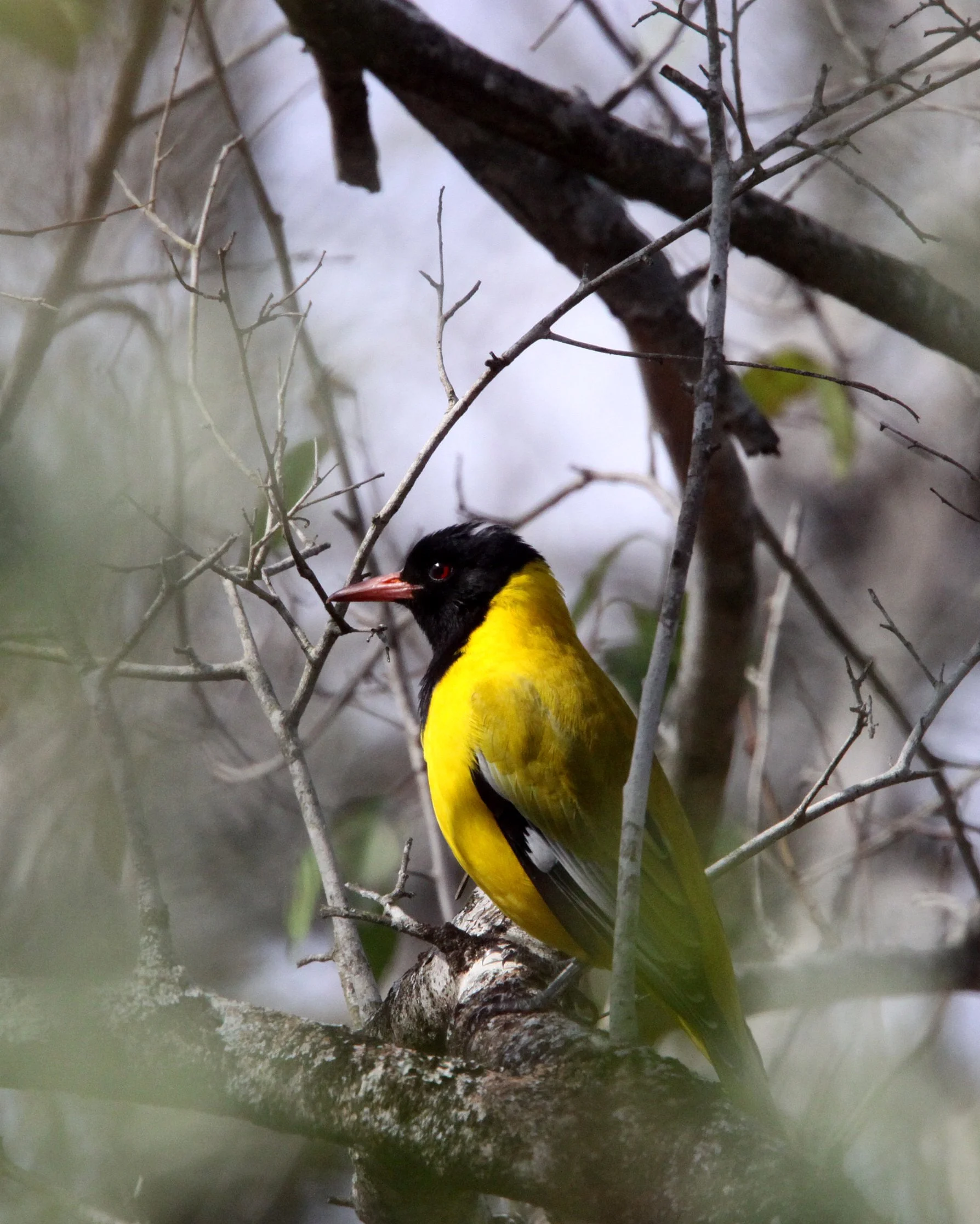 Eastern Black-headed Oriole (Oriolus larvatus) Imfolozi NP South Africa (2).JPG