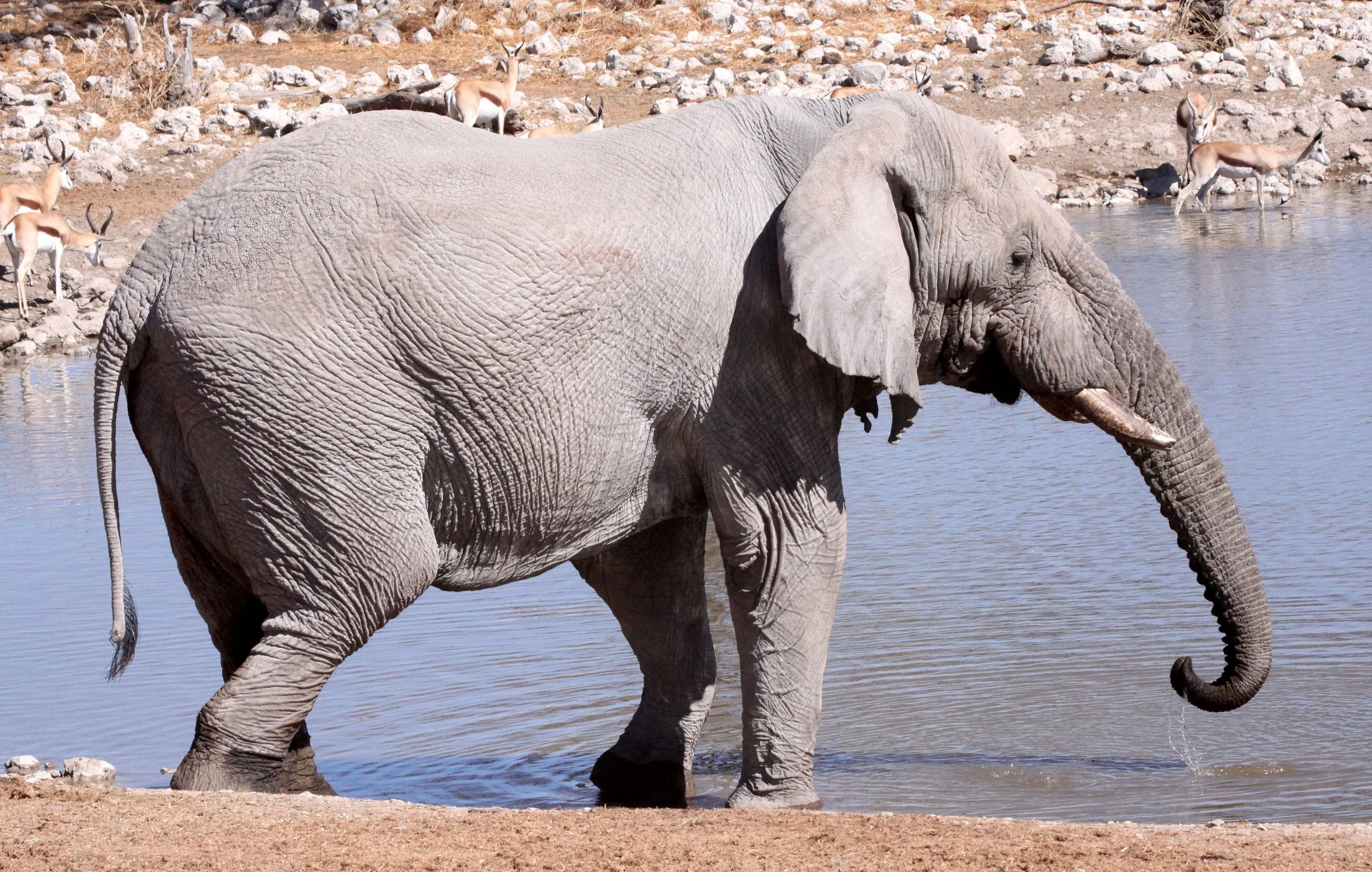 ELEPHANT - AFRICAN ELEPHANT - ETOSHA NATIONAL PARK NAMIBIA (94).JPG