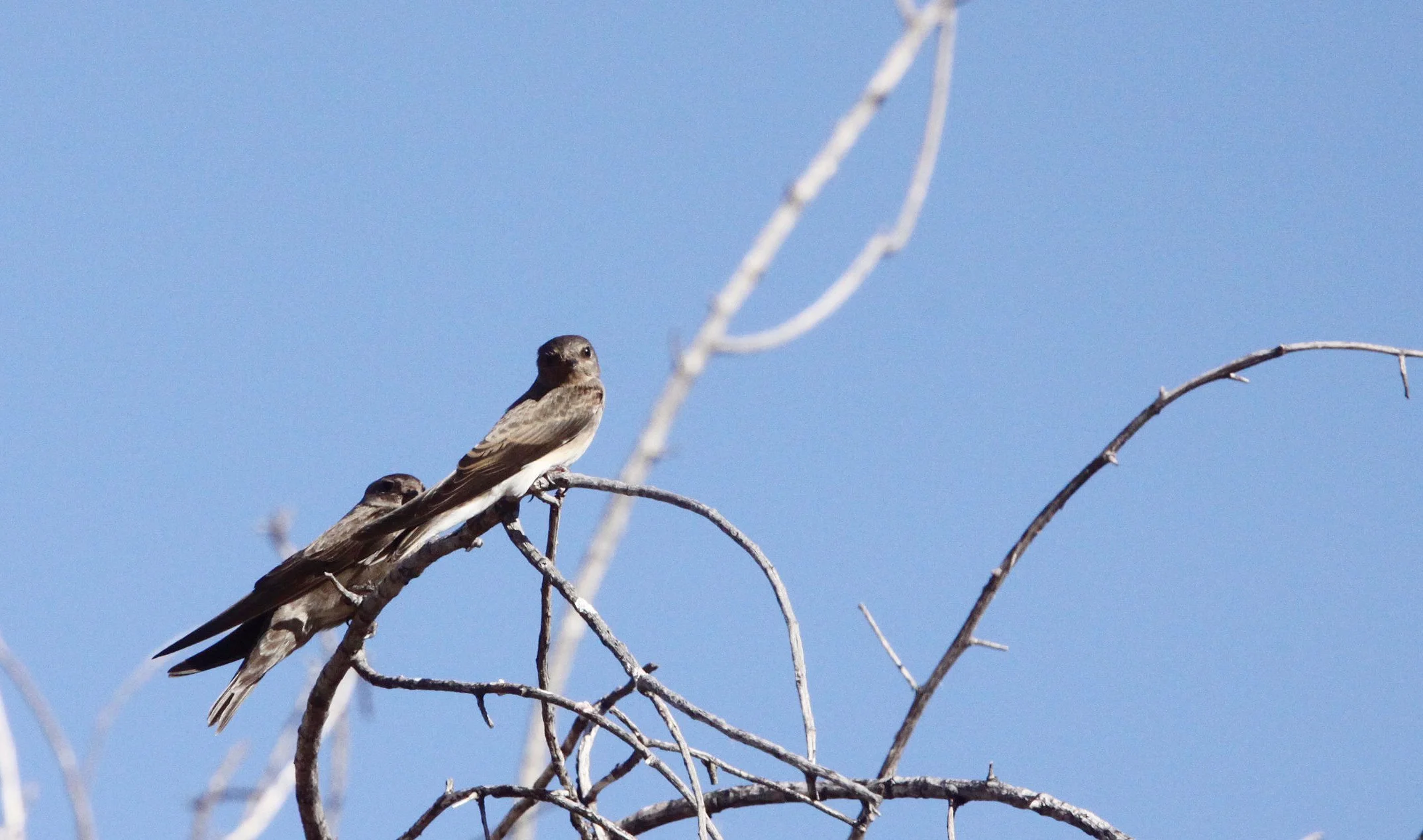 Brown-throated Martin (Riparia paludicola) Augrabies Falls NP South Africa (3).JPG