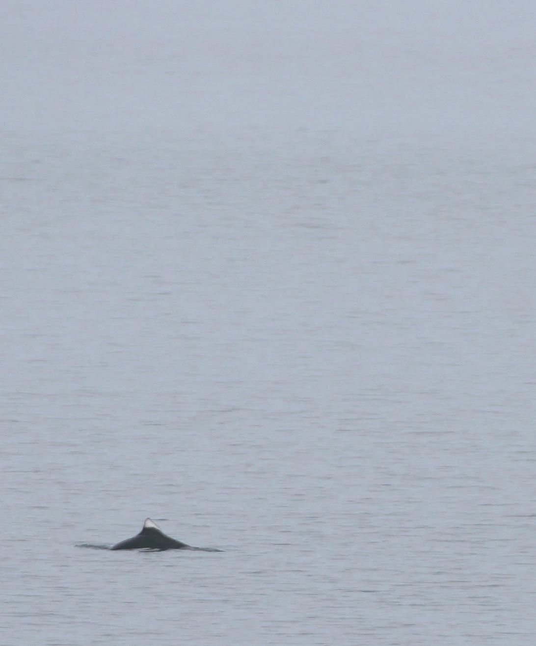 Phocoenoides dalli truei - TRUE'S (DALL'S) PORPOISE - KURIL ISLANDS  (2).jpg