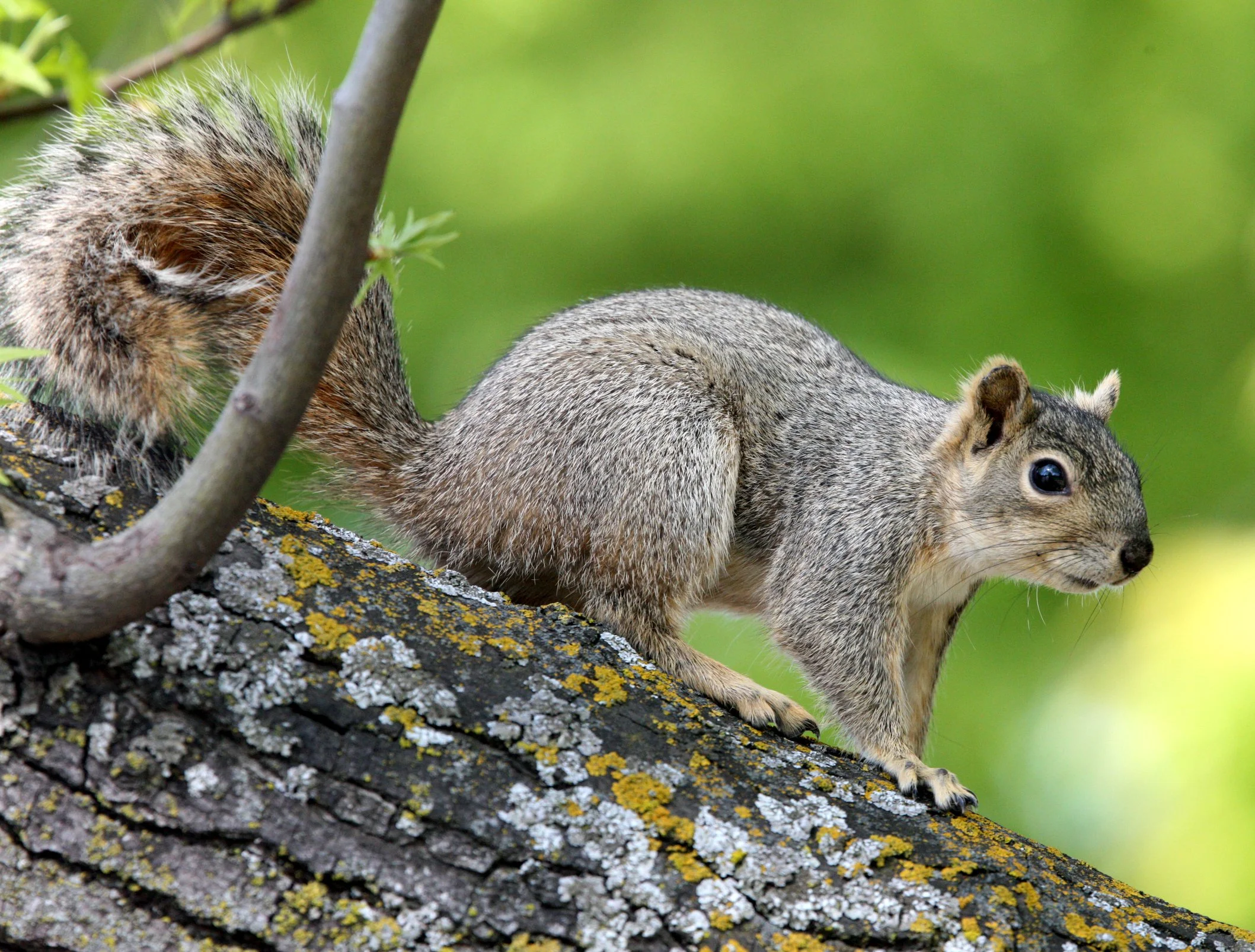 Sciurus carolinensis - EASTERN GRAY SQUIRREL -  SACRAMENTO CALIFORNIA (1).JPG