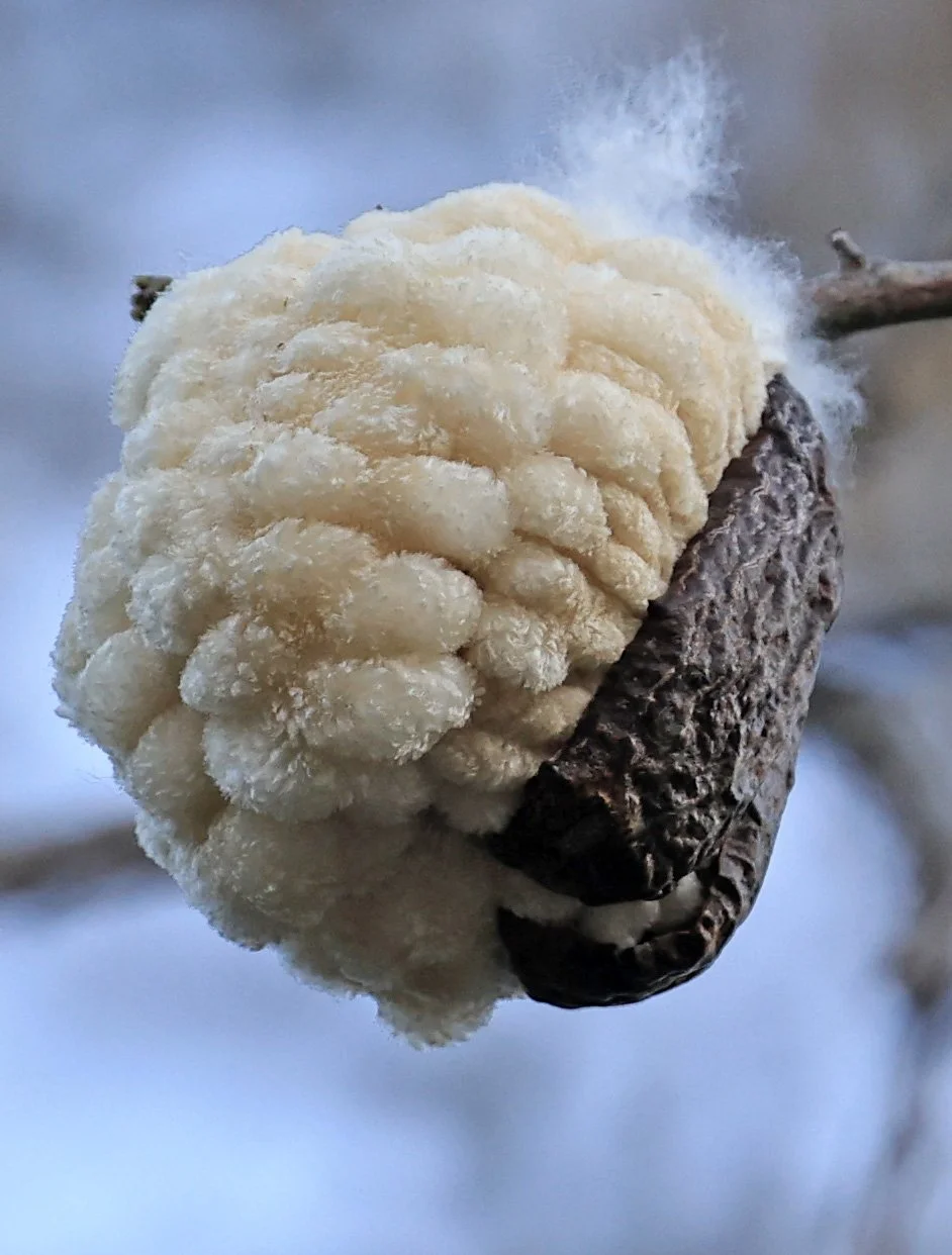 Ceiba chodatii 