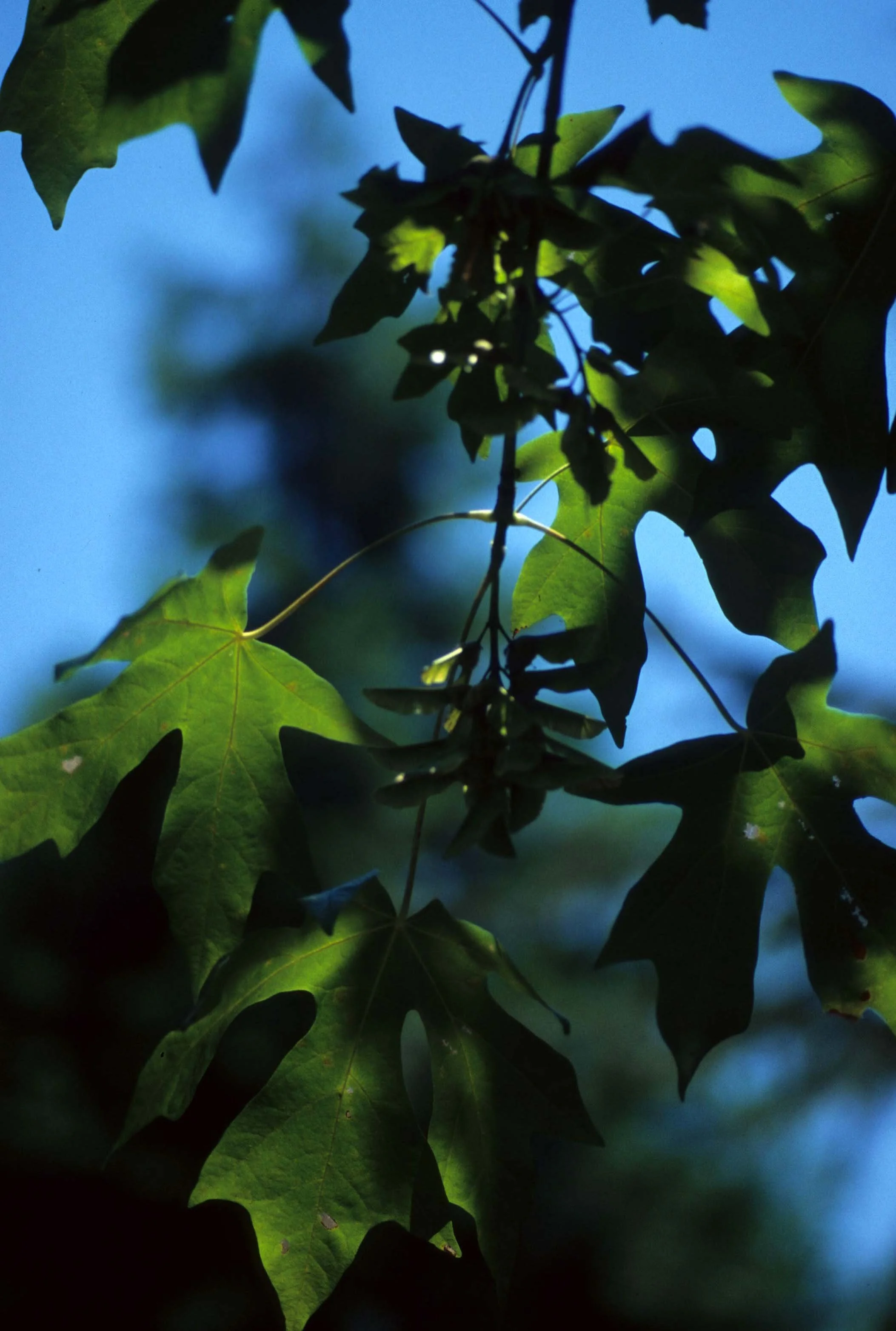 CALIFORNIA - REDWOODS NP - ACER MACROPHYLUM LEAVES.jpg